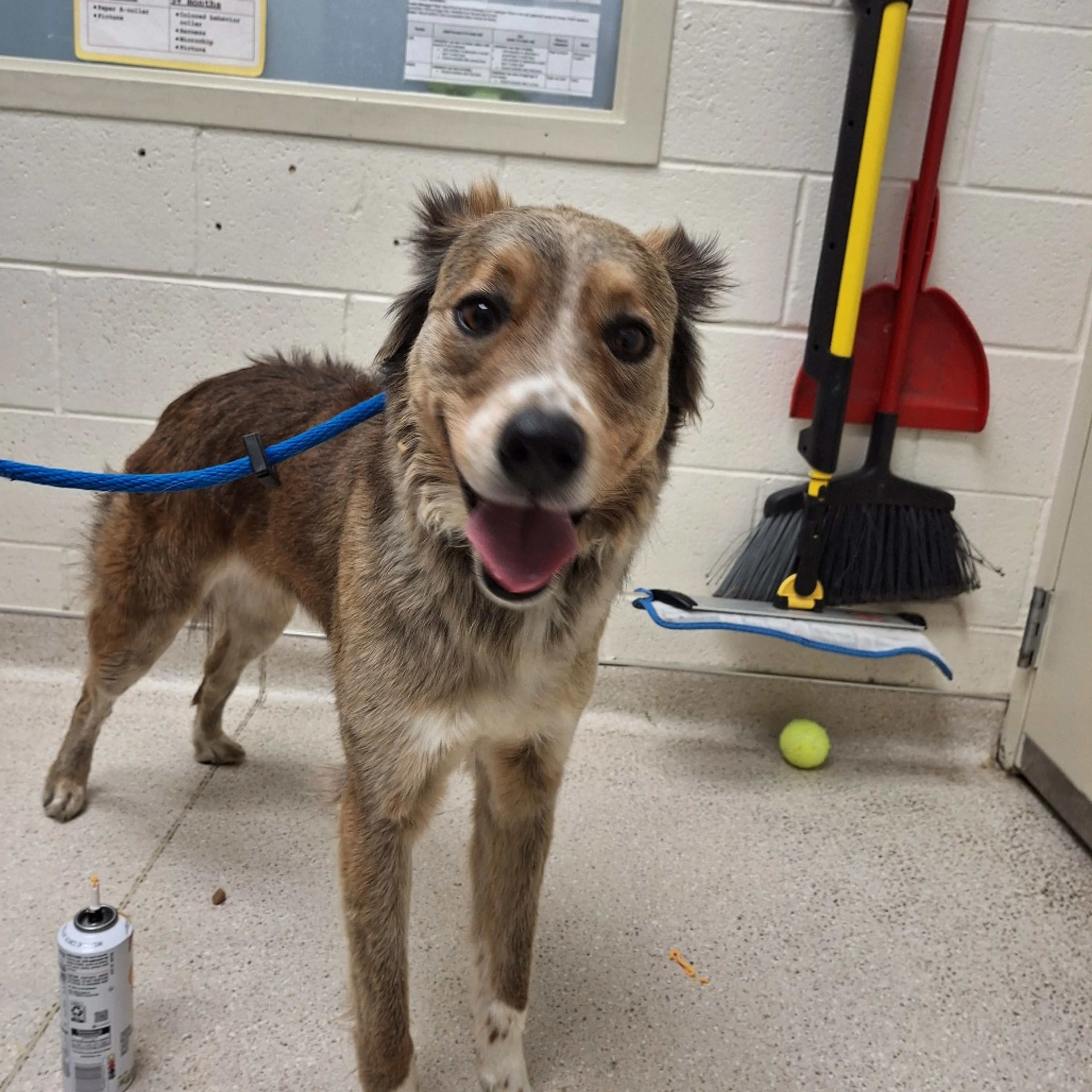 Found pet