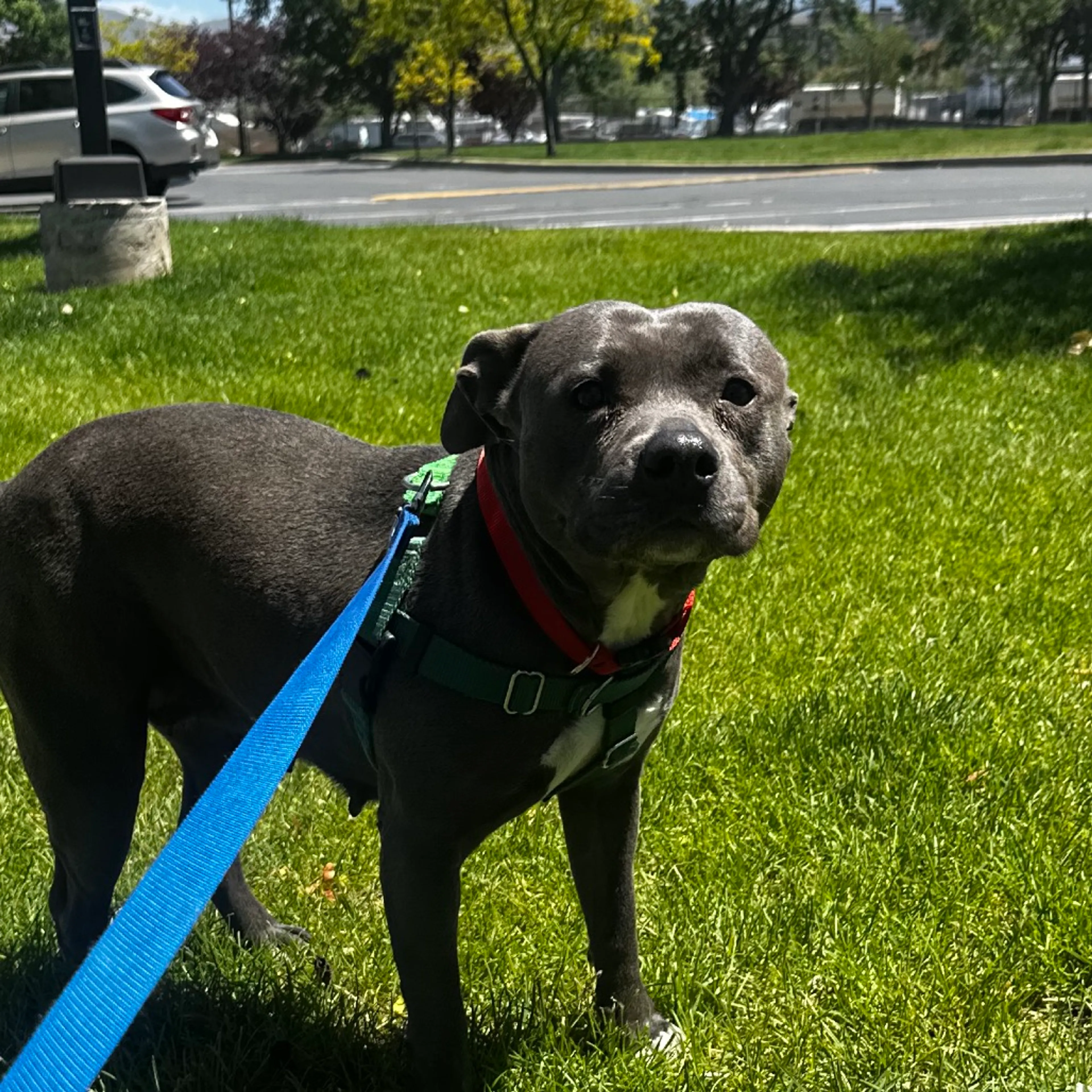 Found pet-1