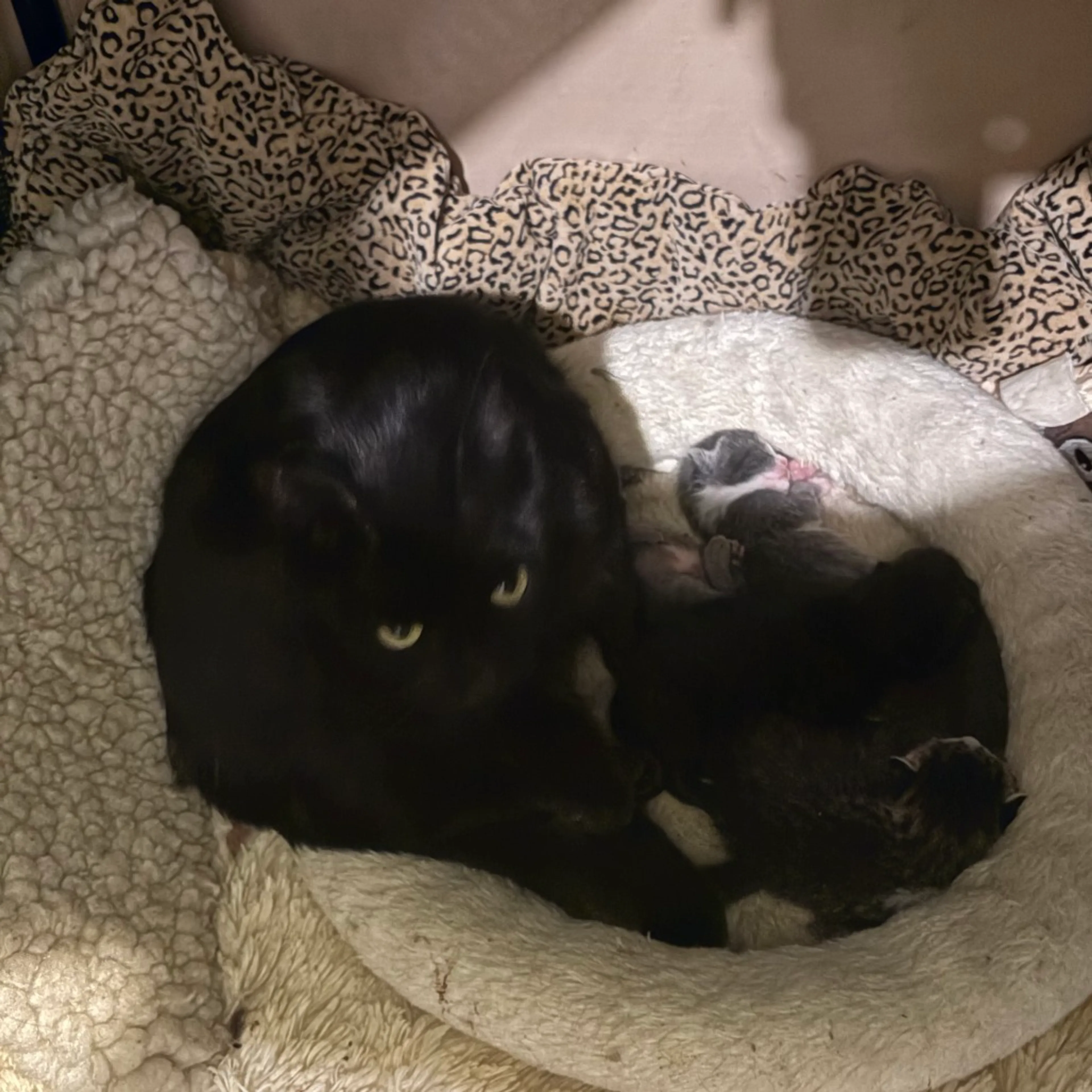 Found pet