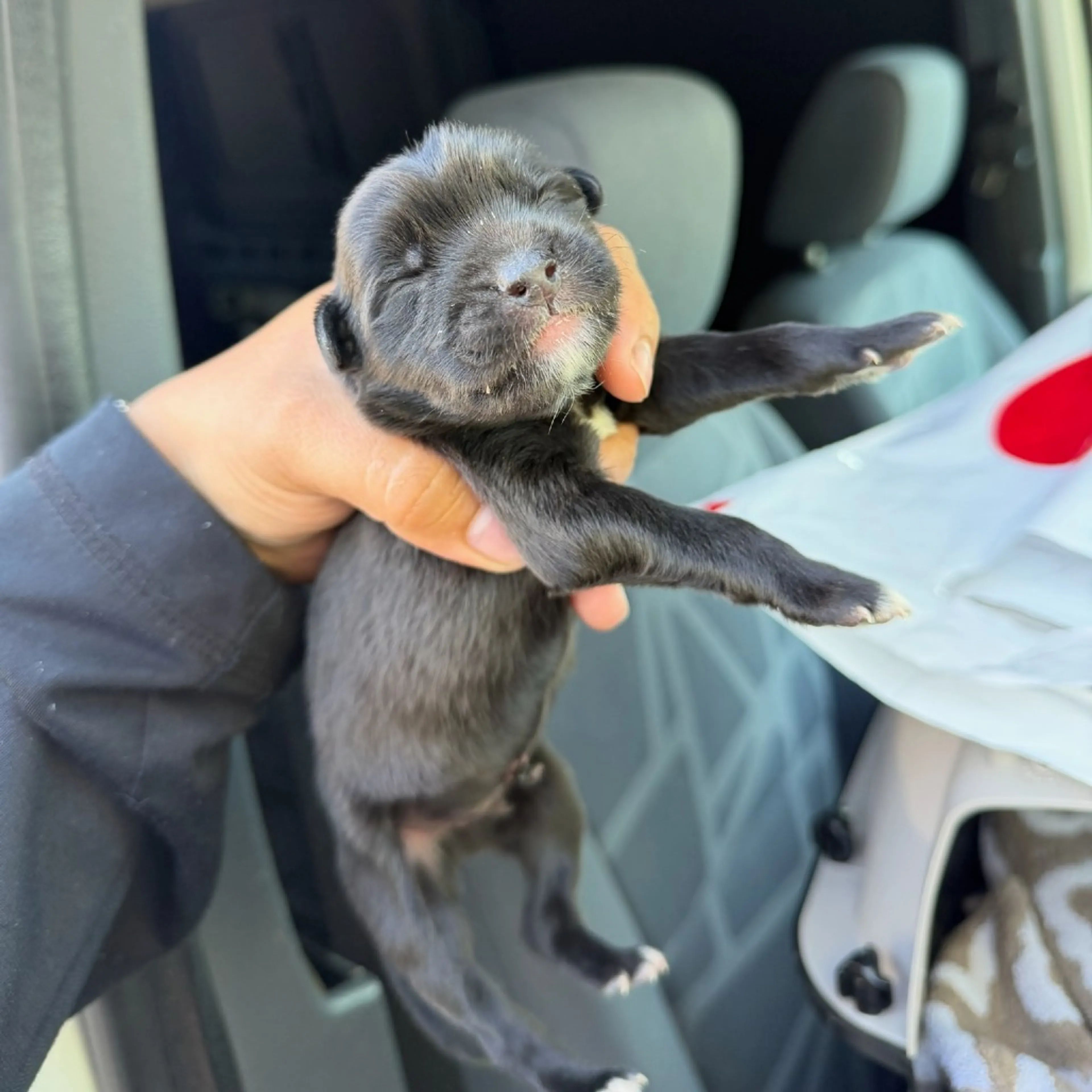 Found pet-1
