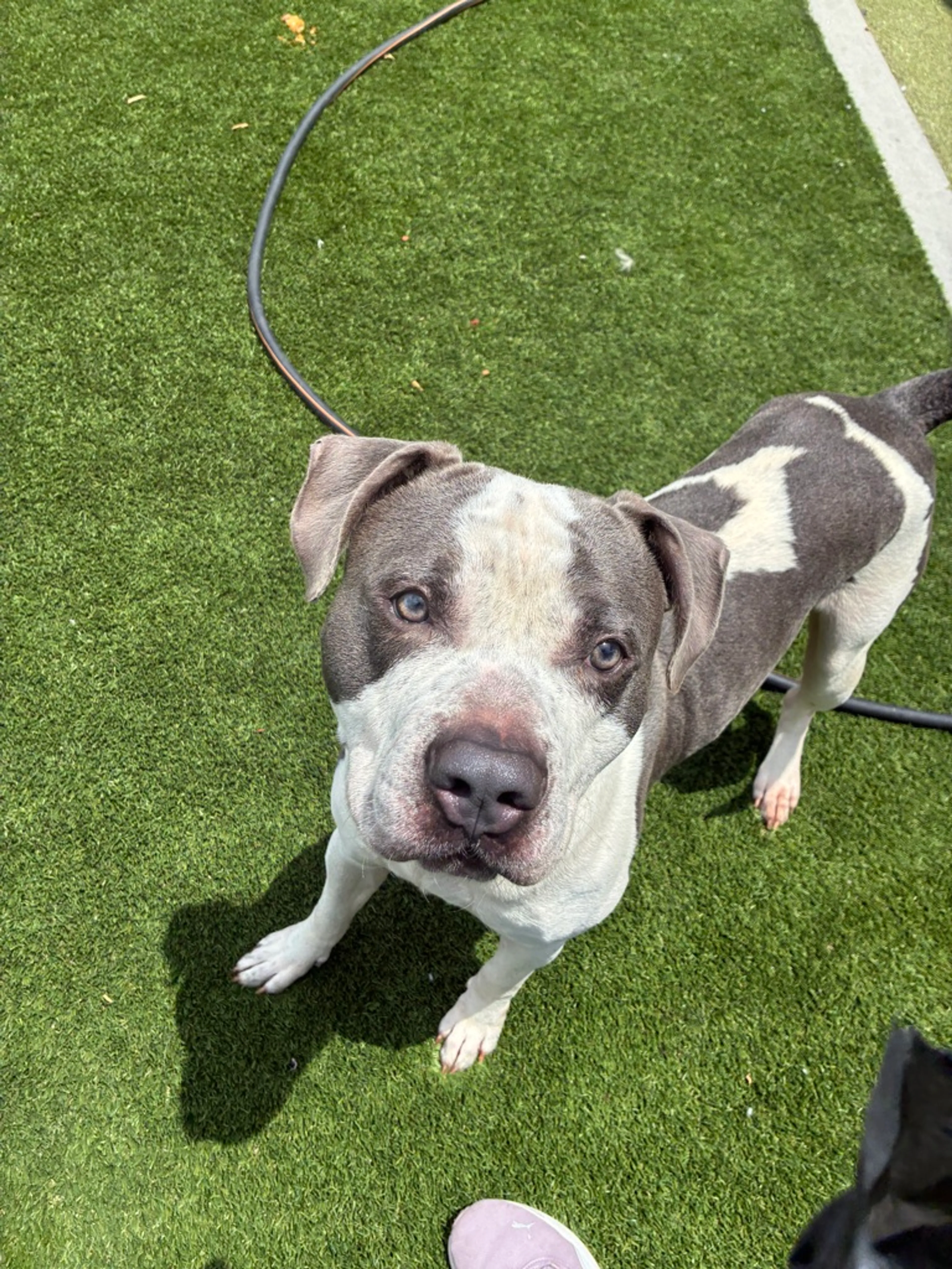 Found pet-2