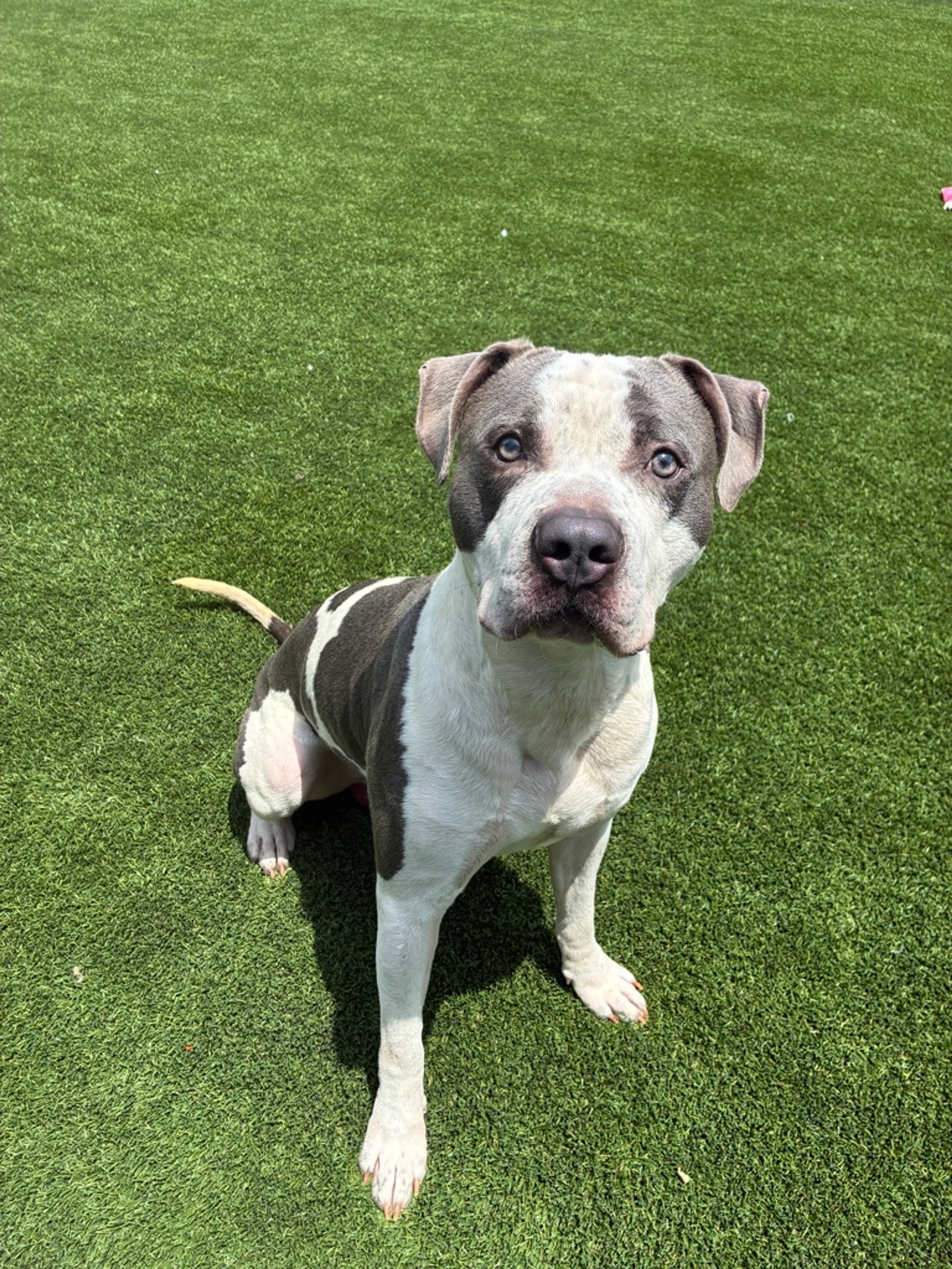 Found pet-1