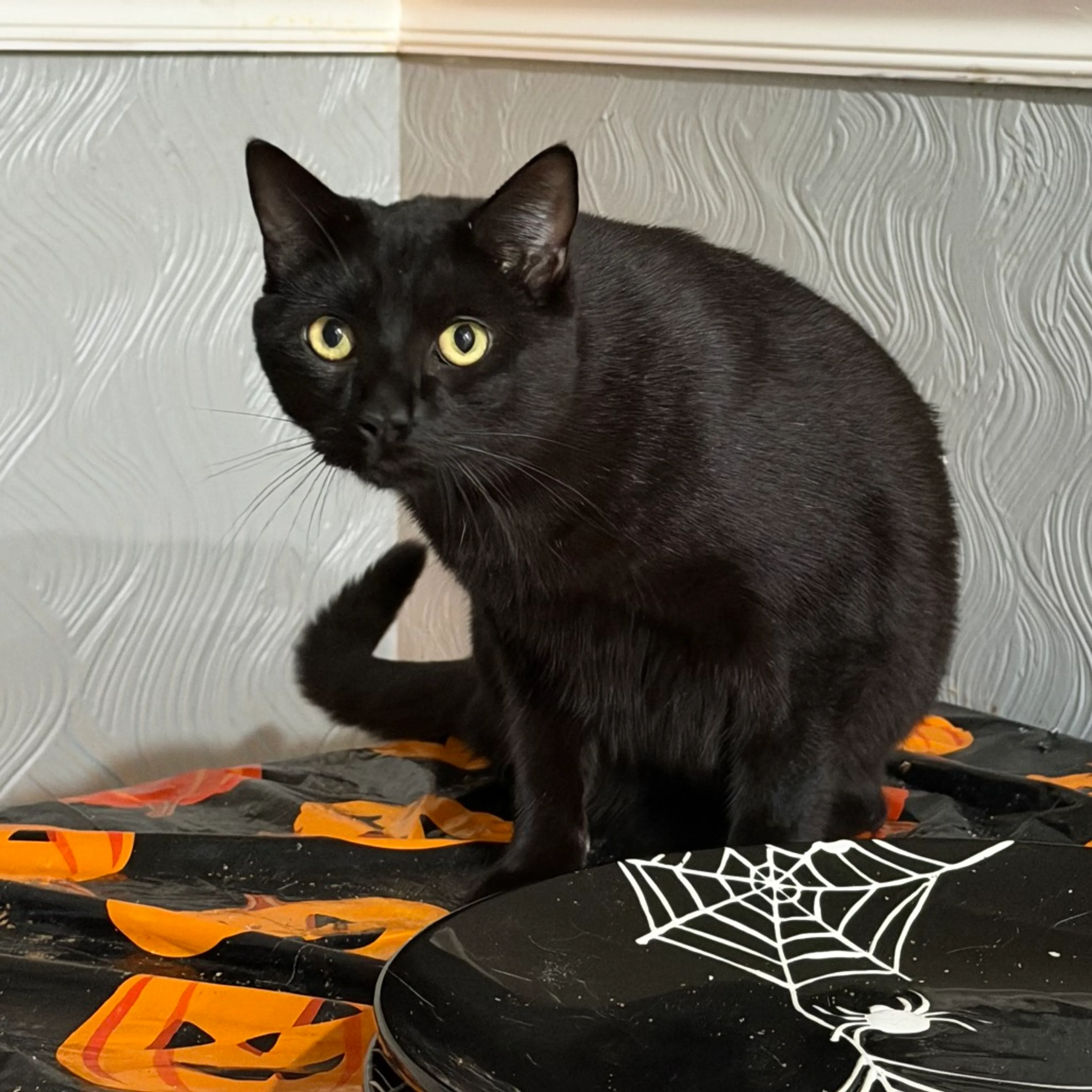 Found pet-0