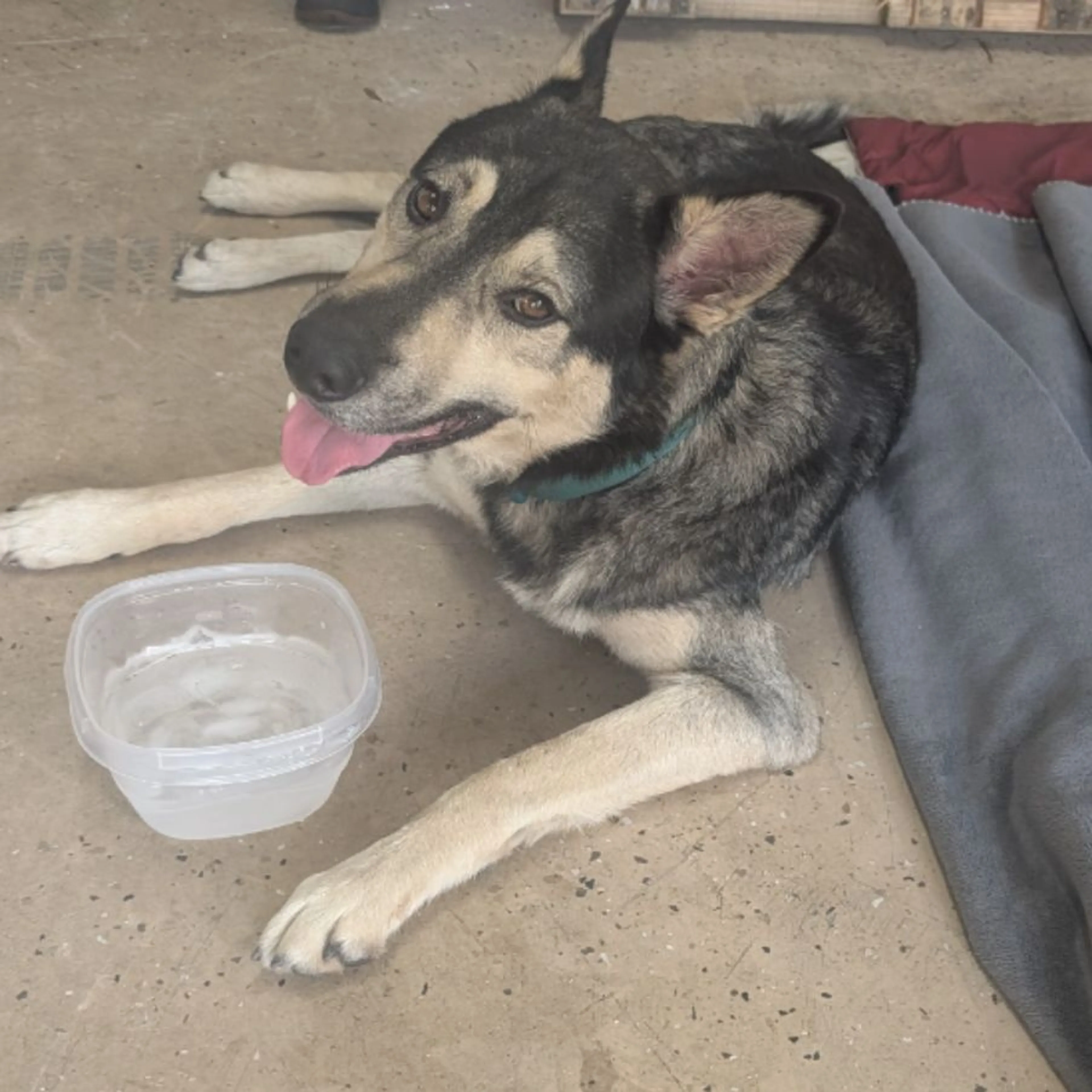 Found pet