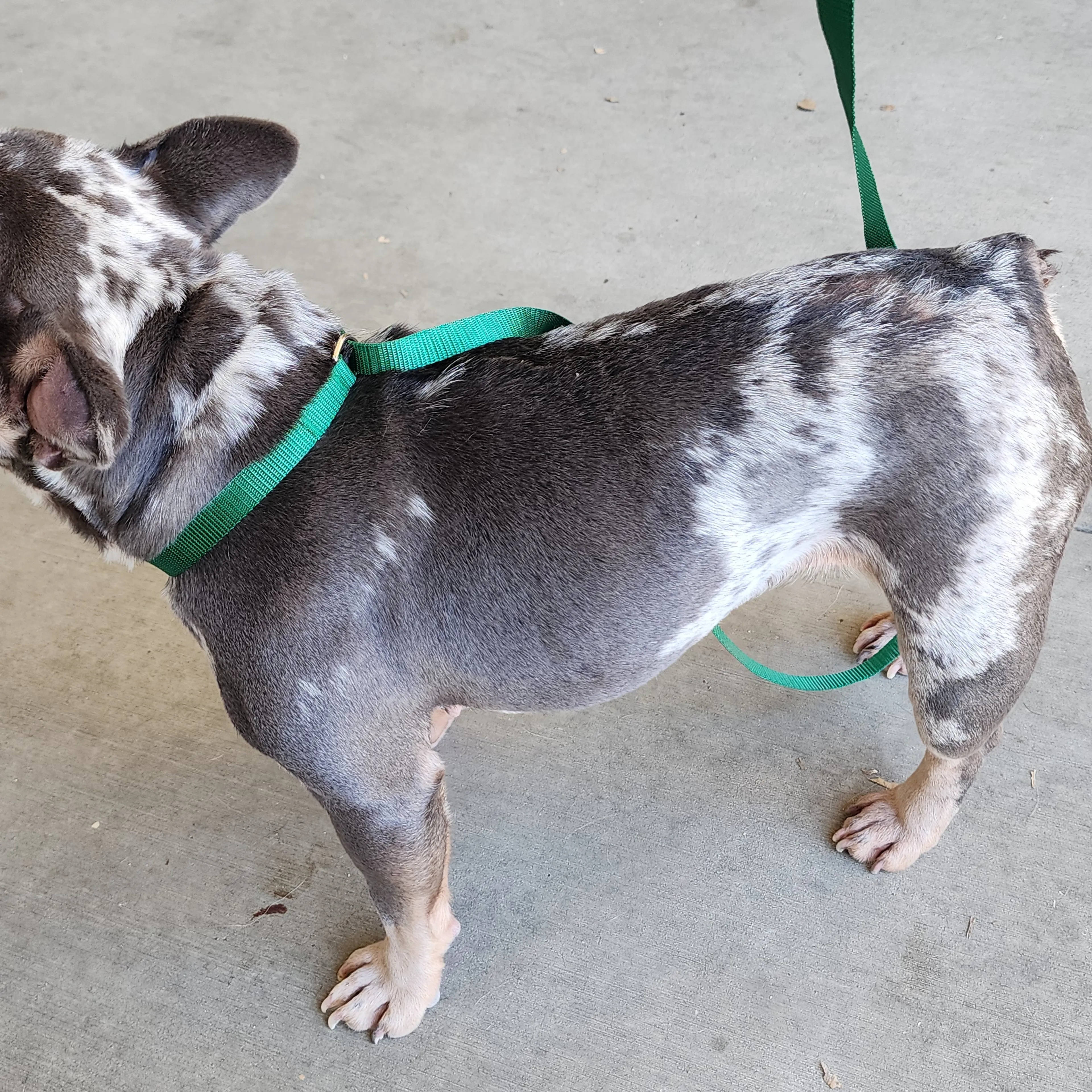 Found pet-1