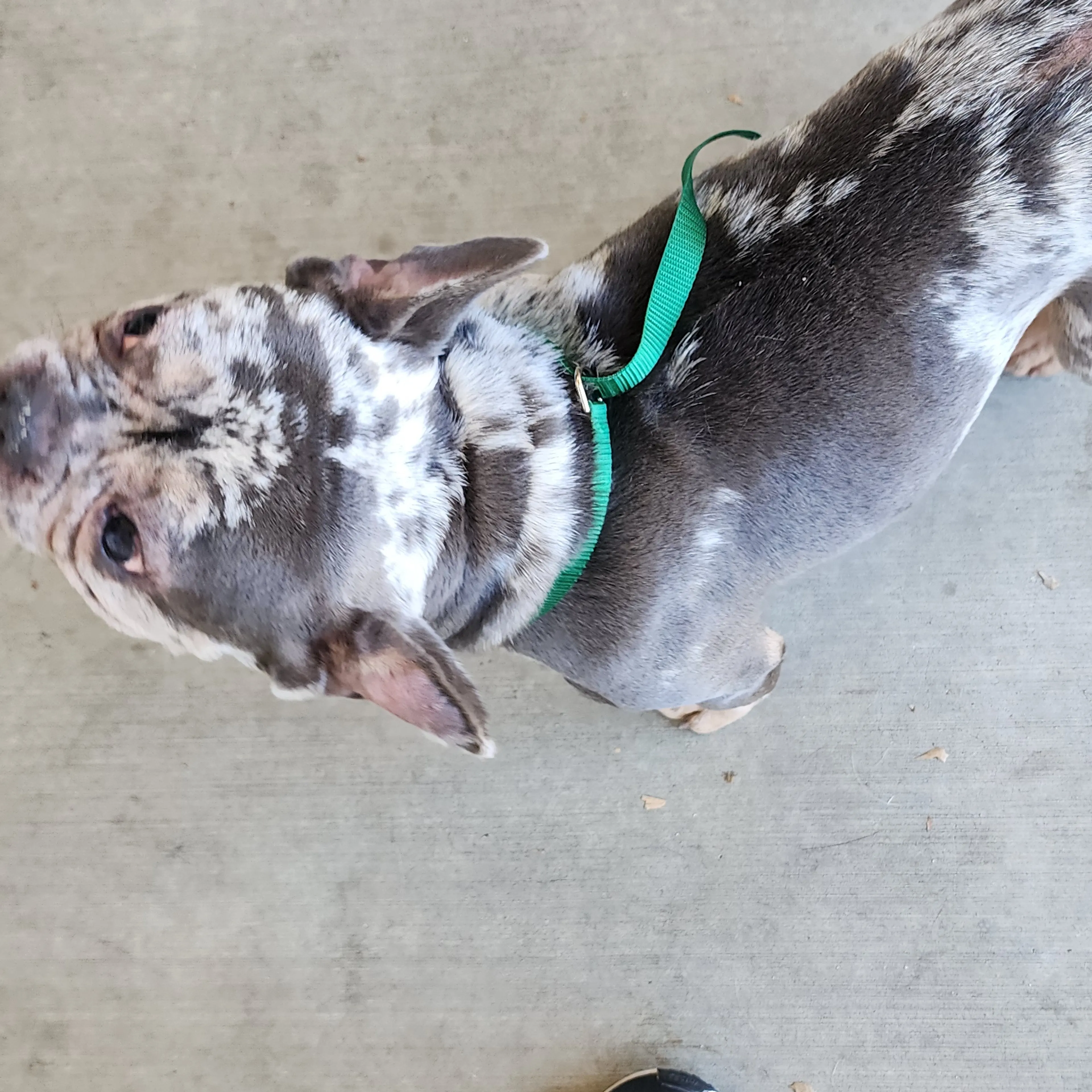 Found pet-3