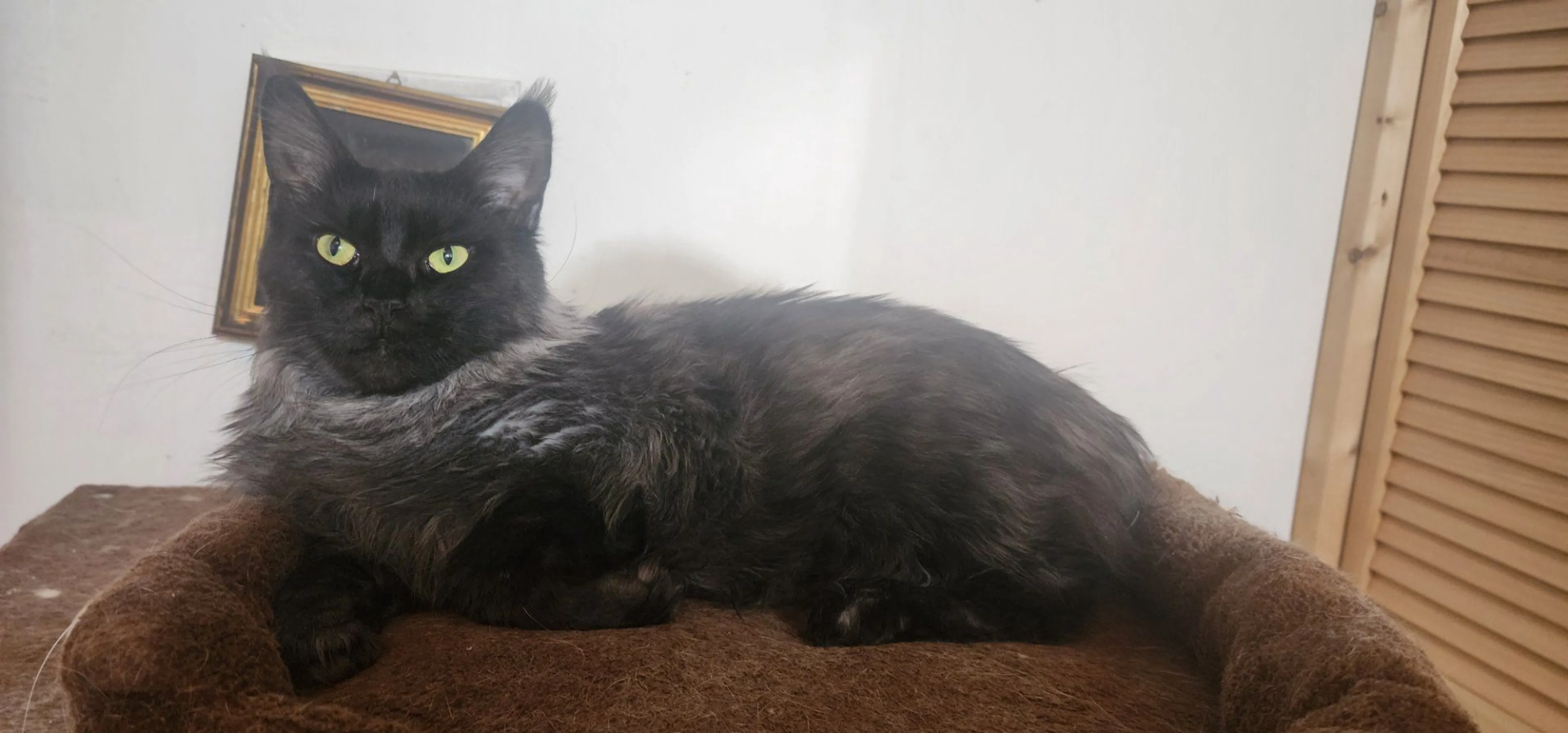 Lost pet-0