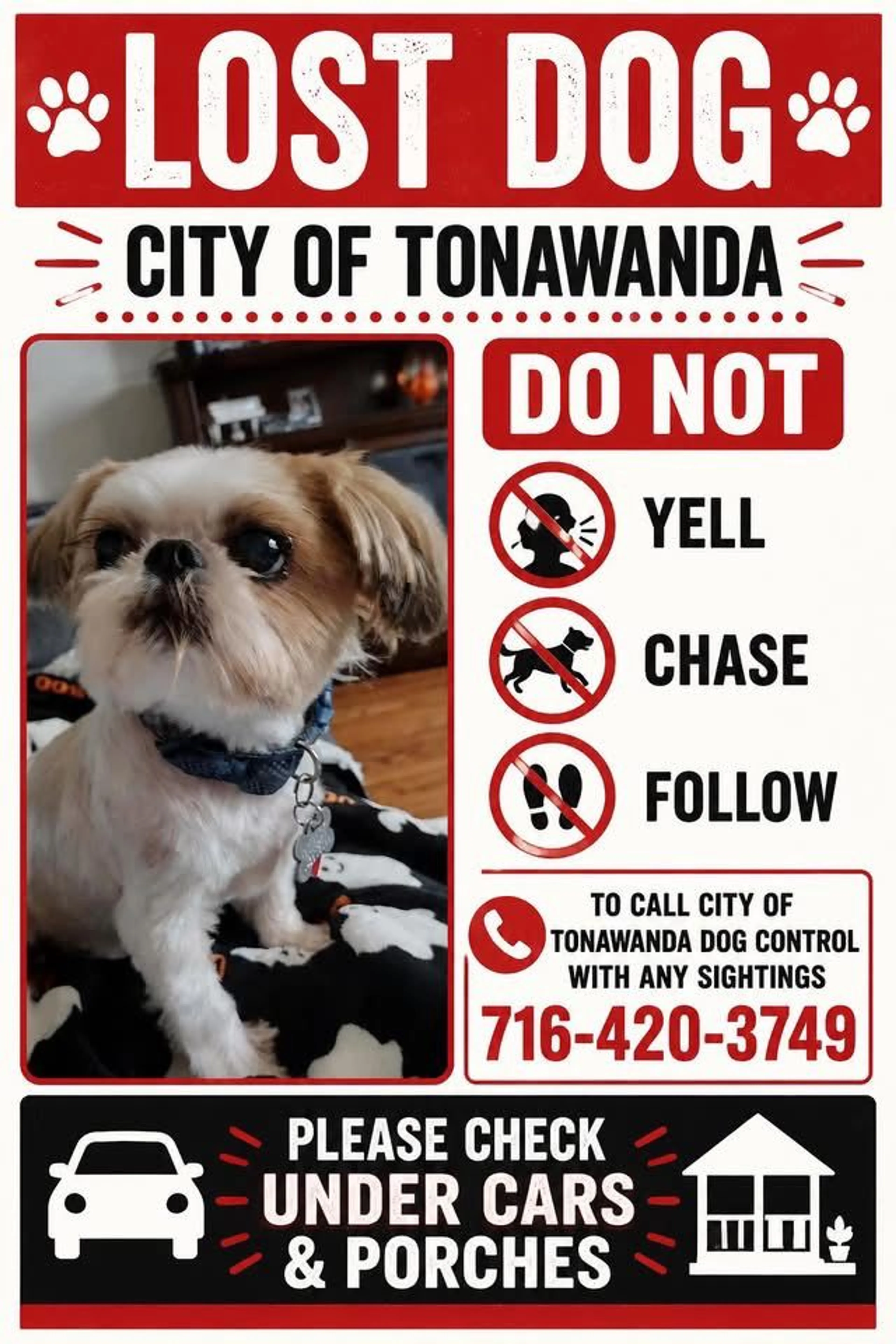 Lost pet-2