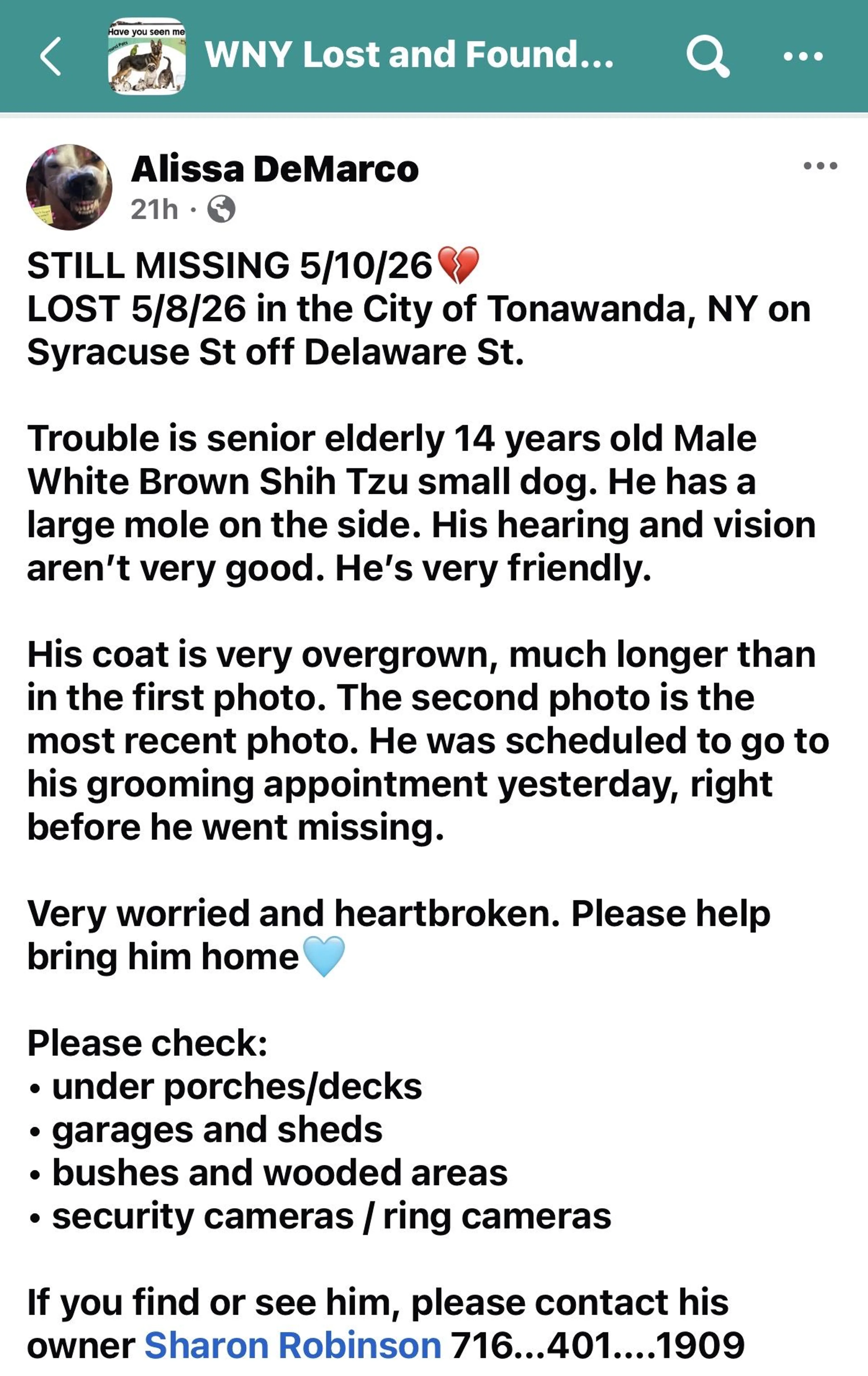 Lost pet-1