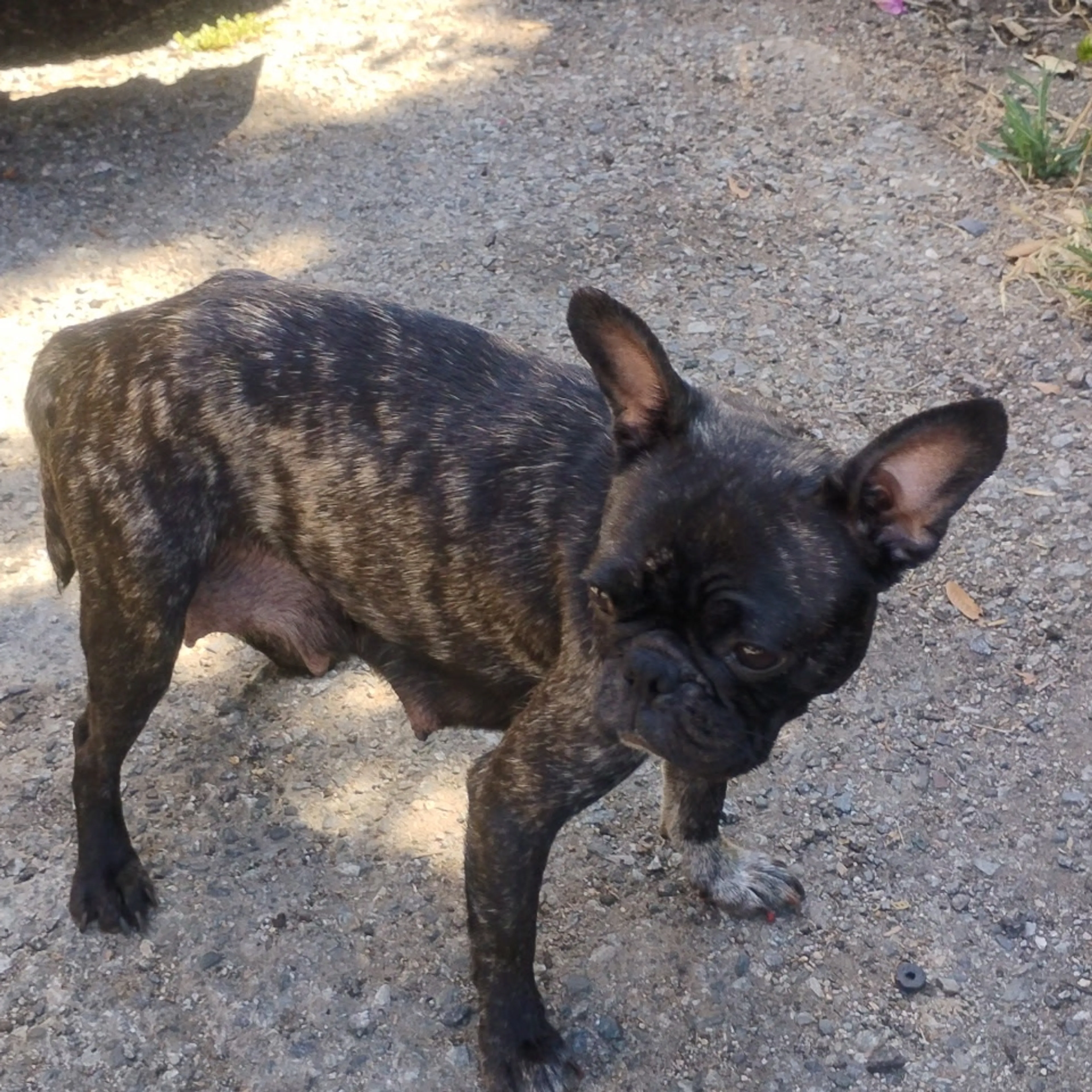 Found pet-1