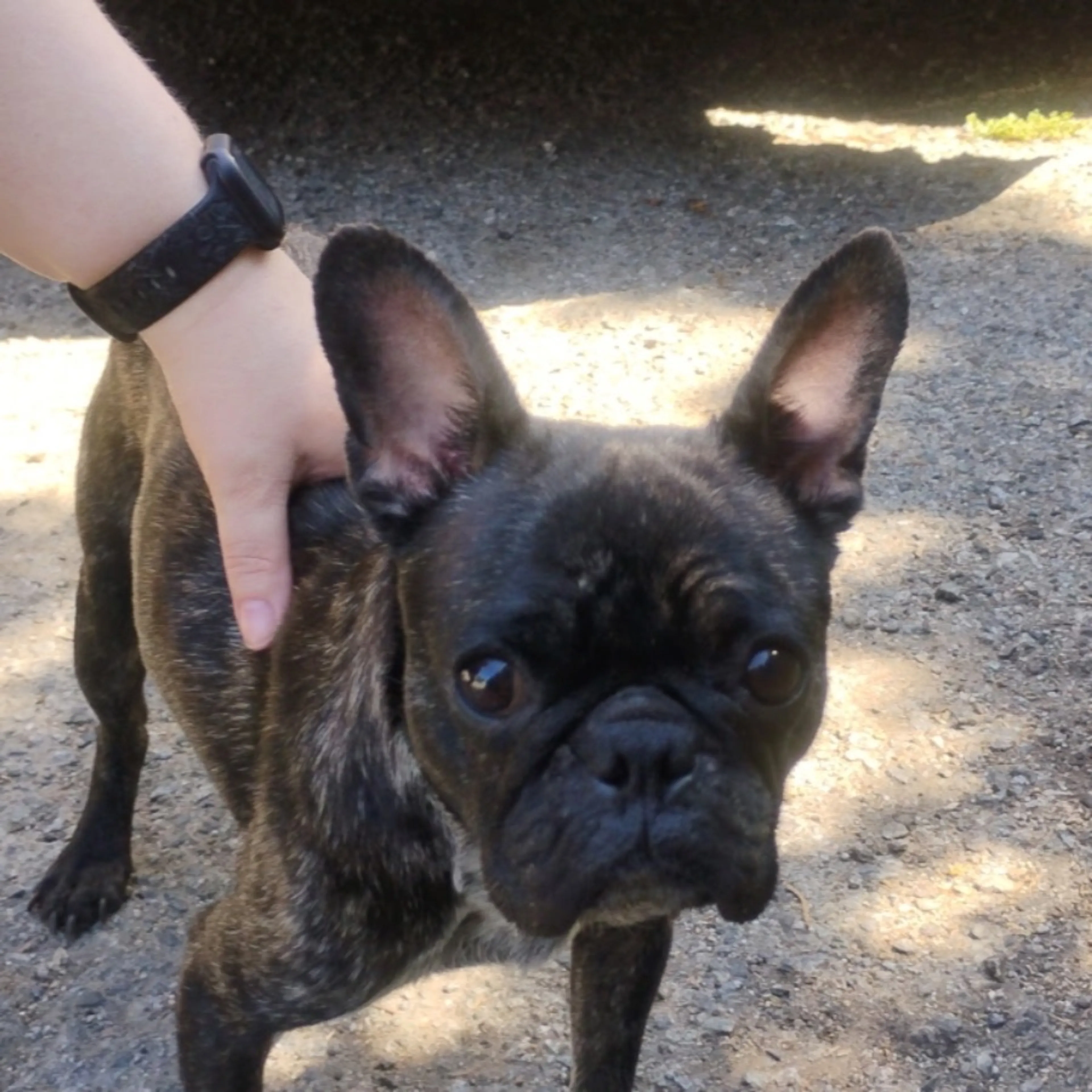Found pet-0