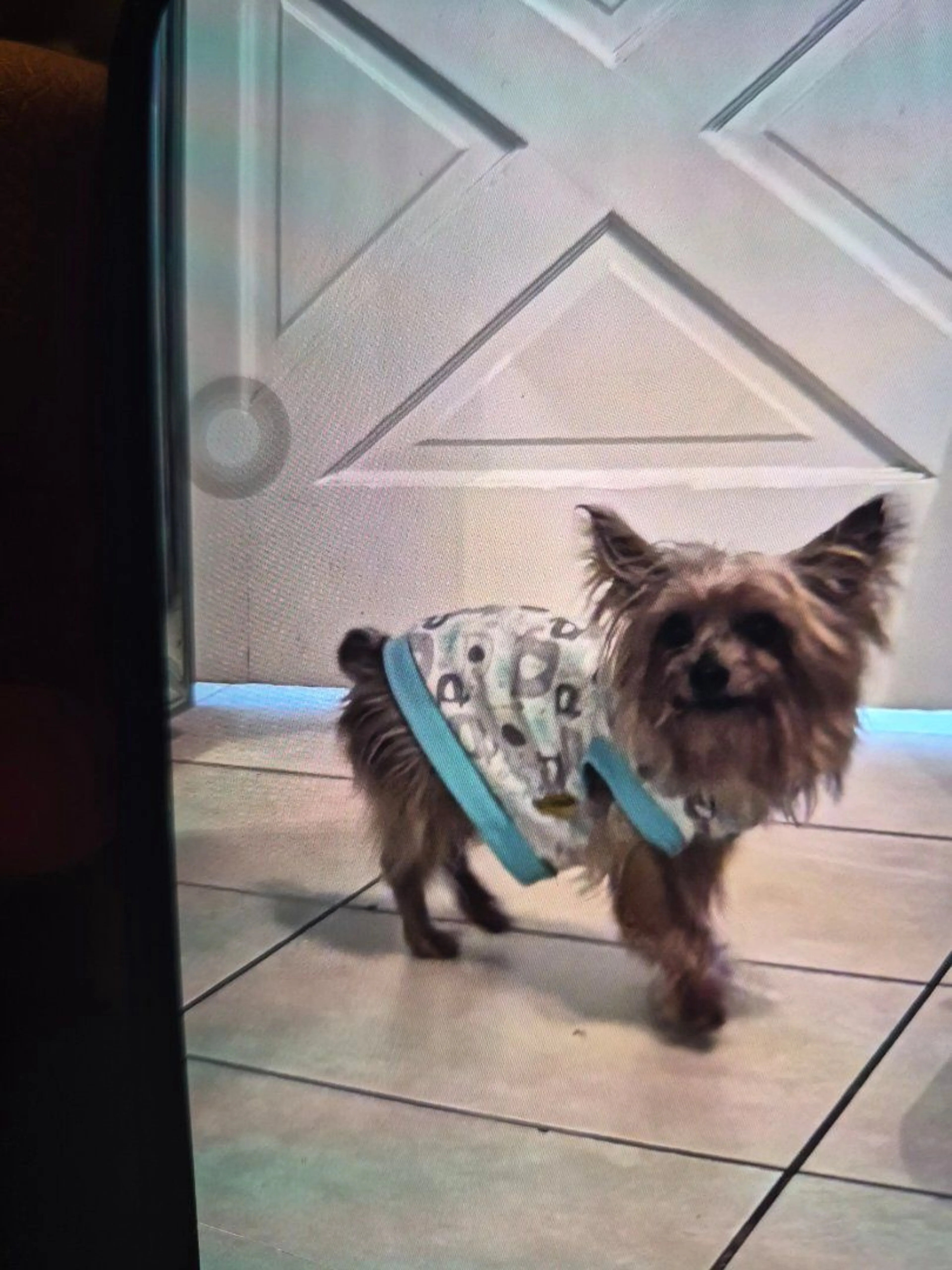 Lost pet