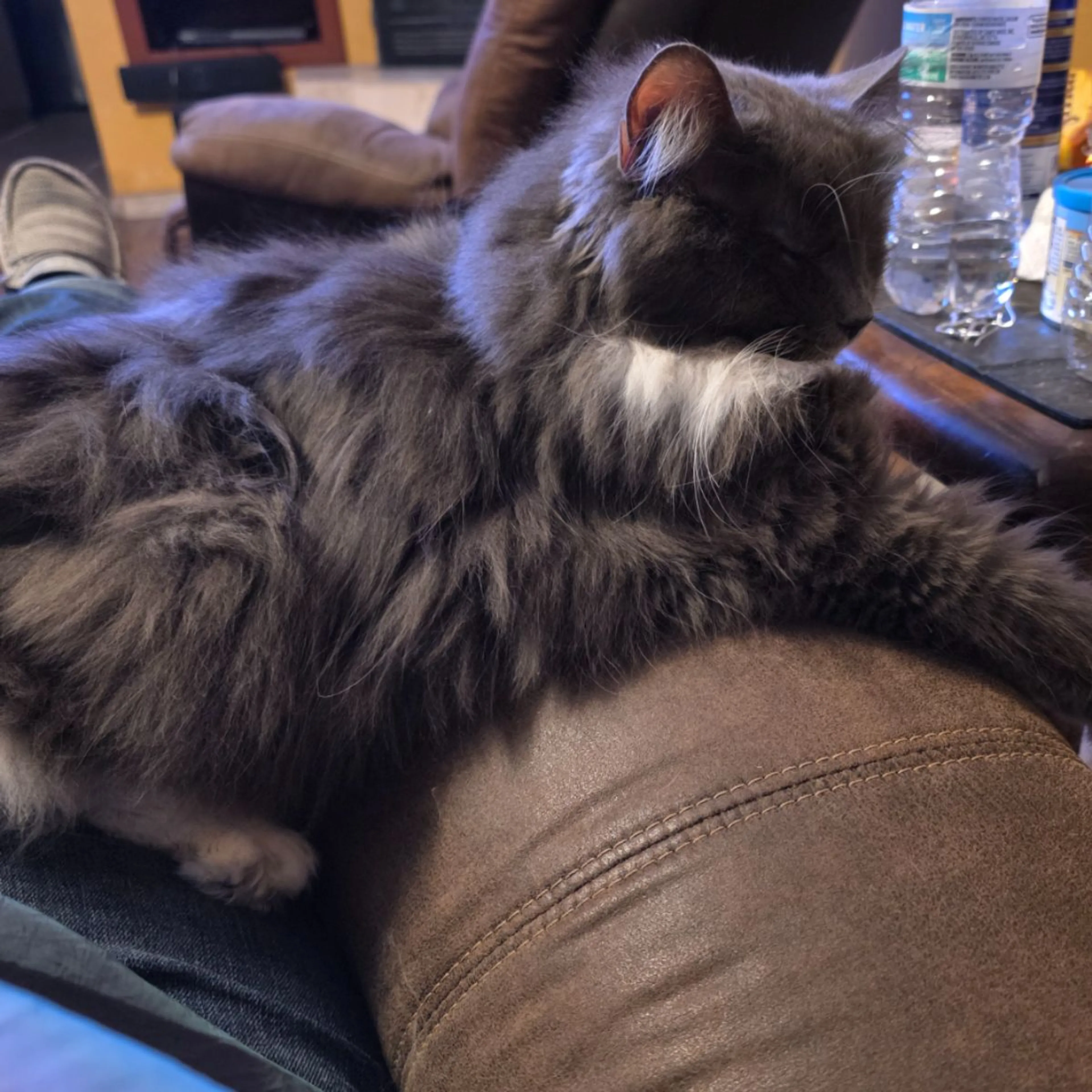 Lost pet