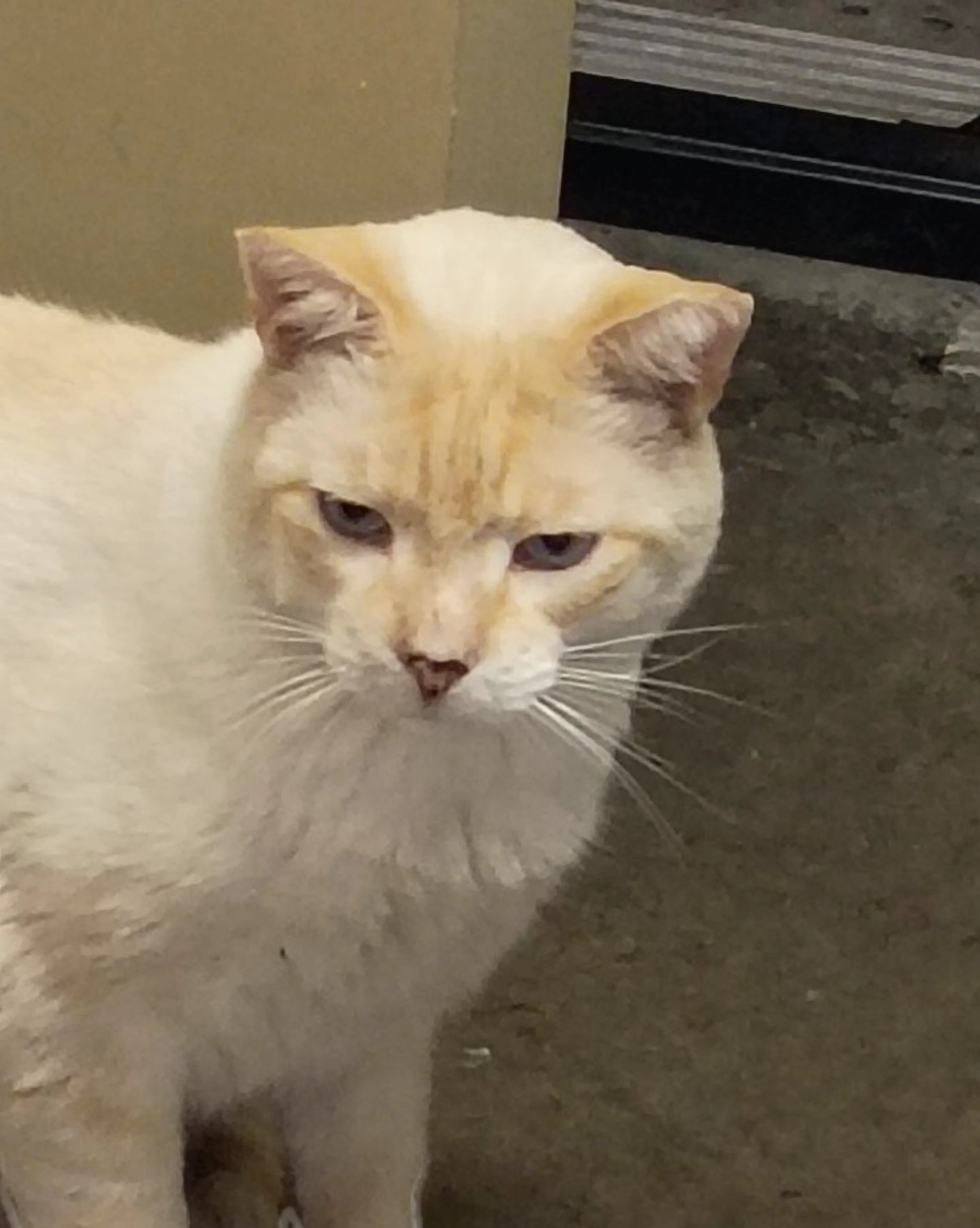 Lost pet