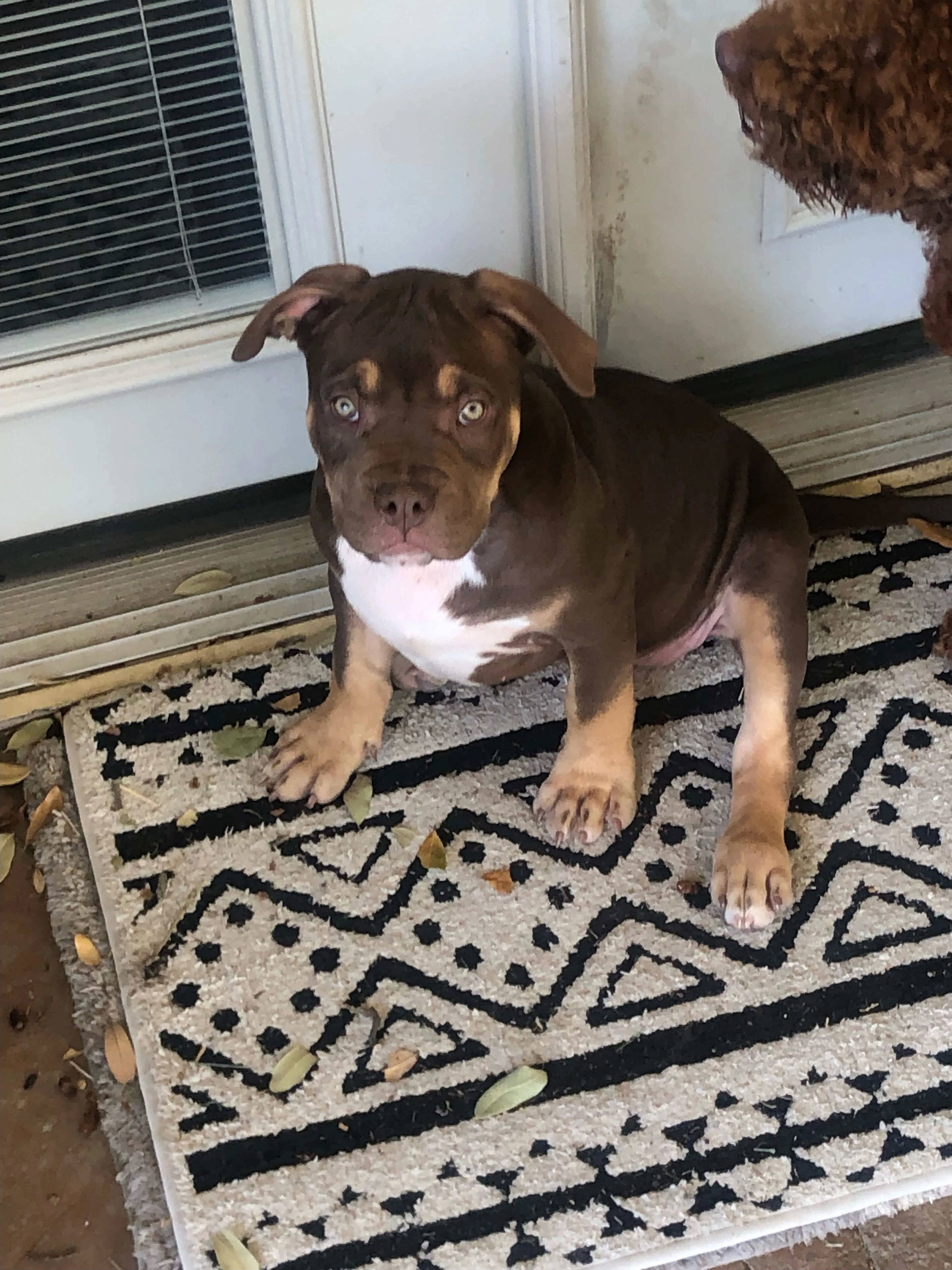Lost pet