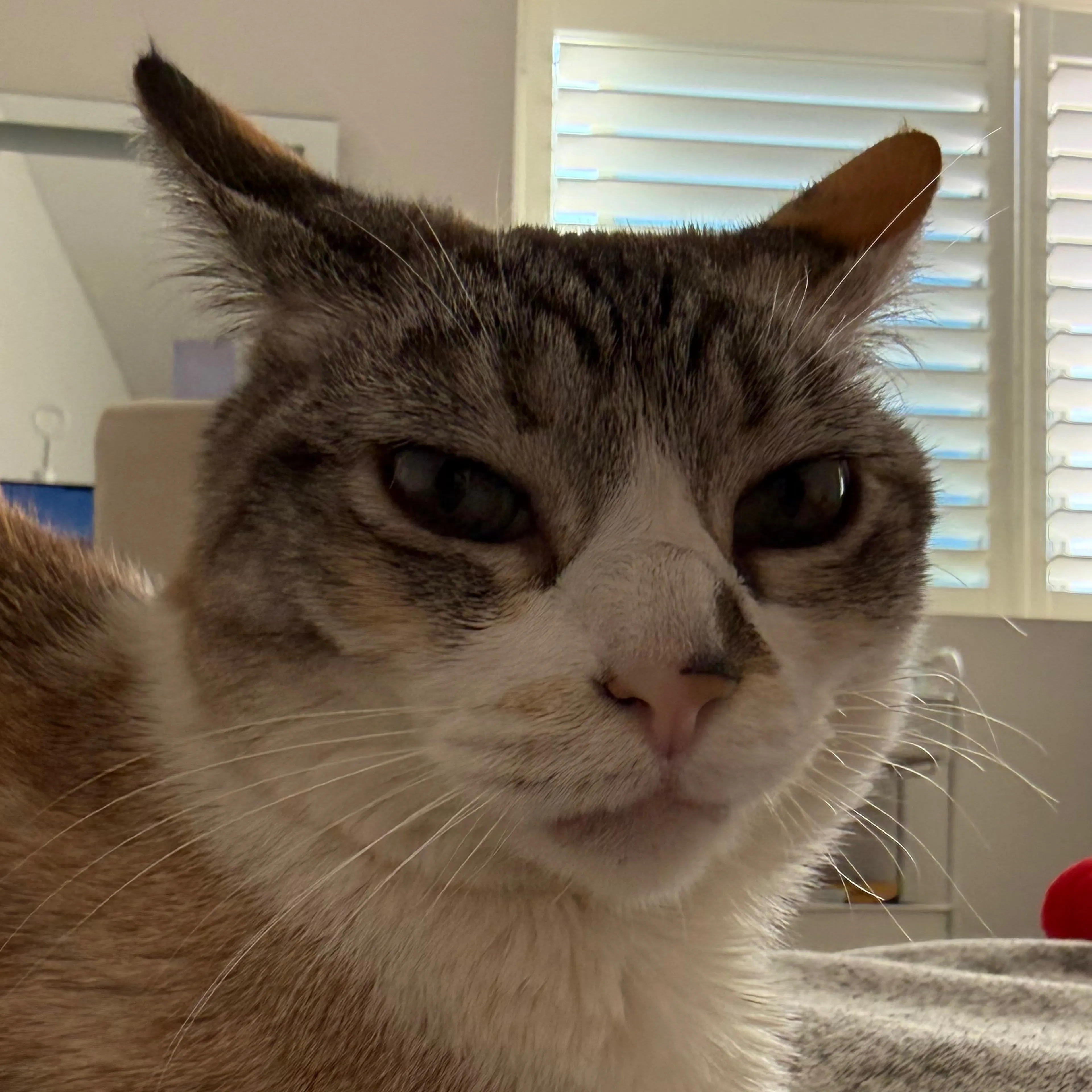 Lost pet-2