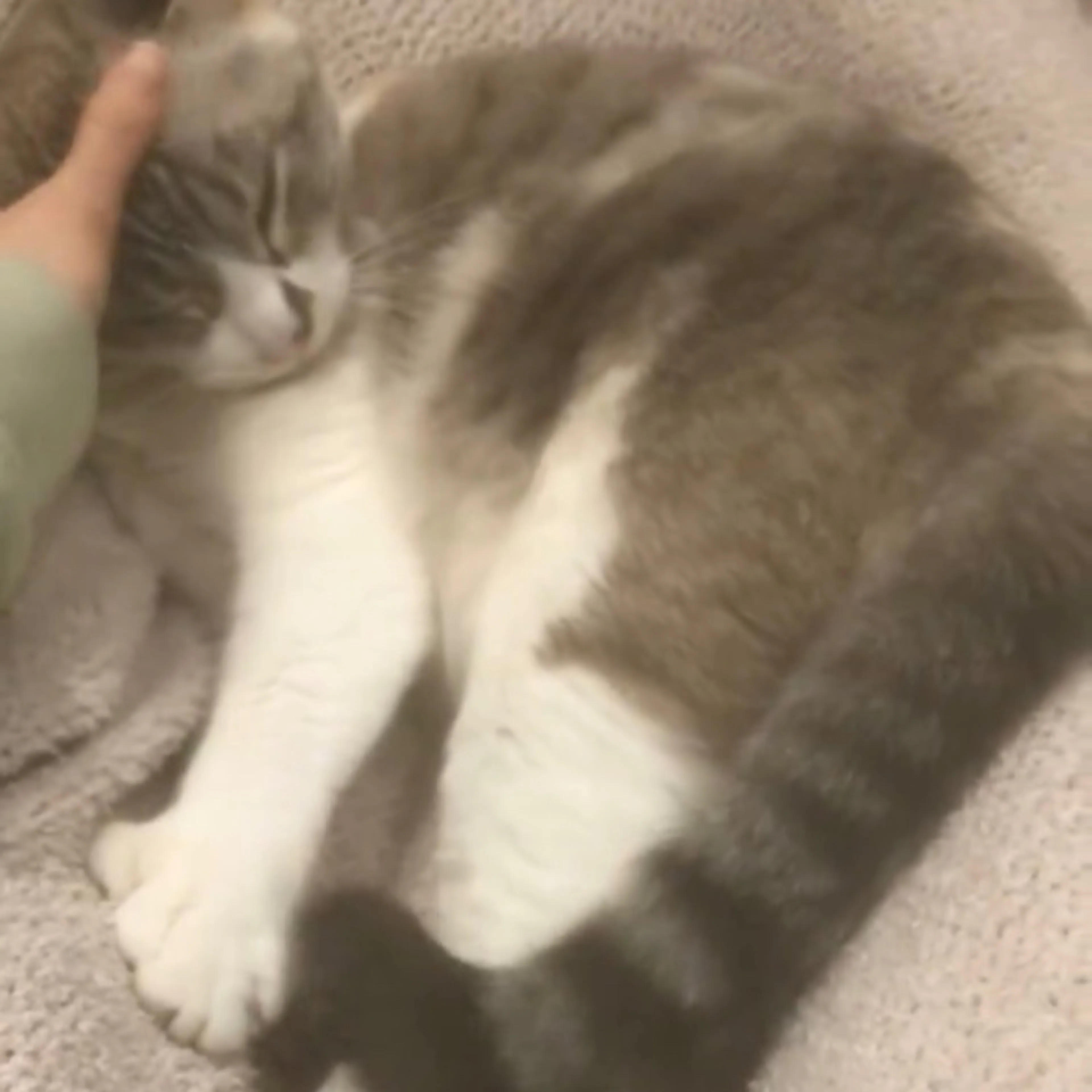 Lost pet-1