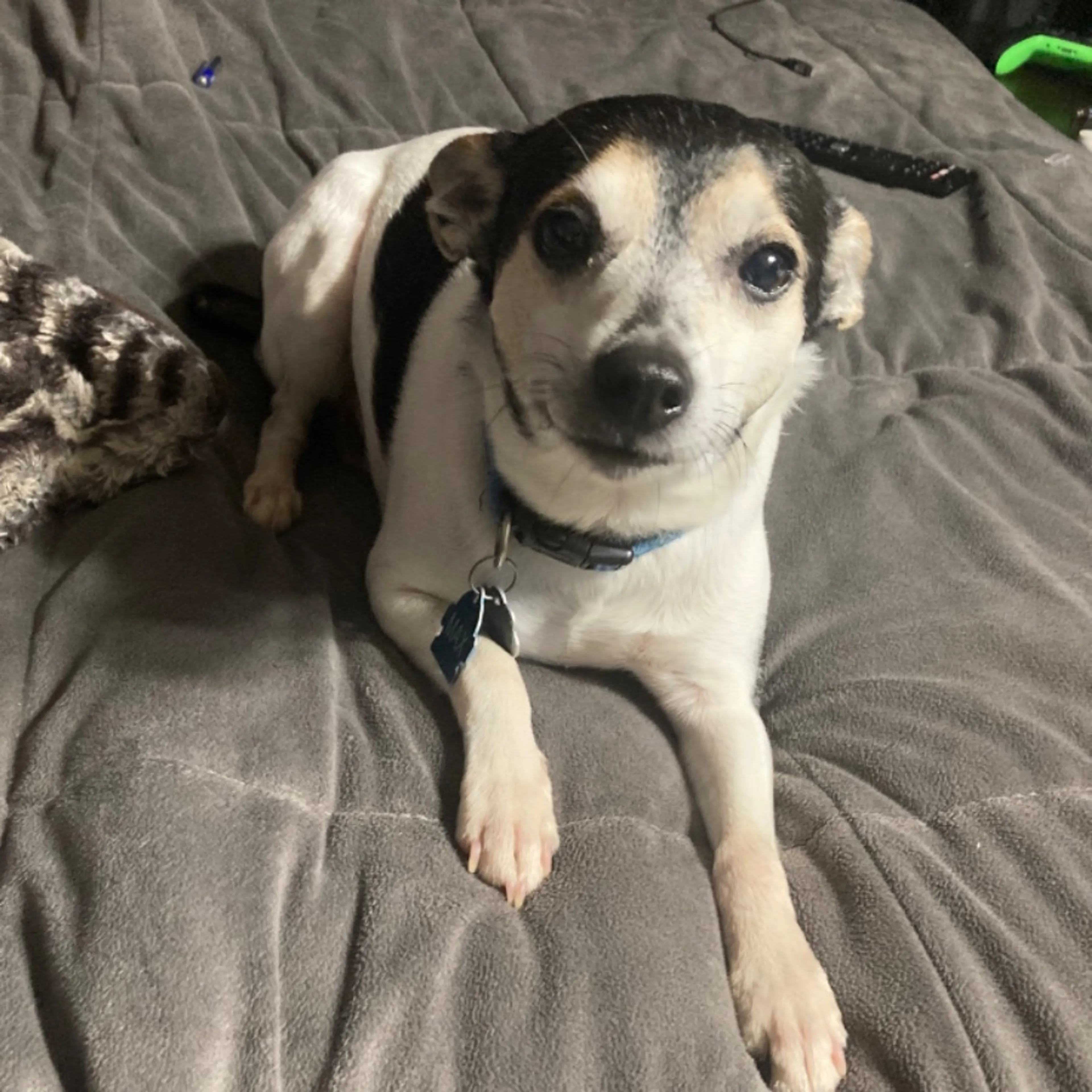 Lost pet