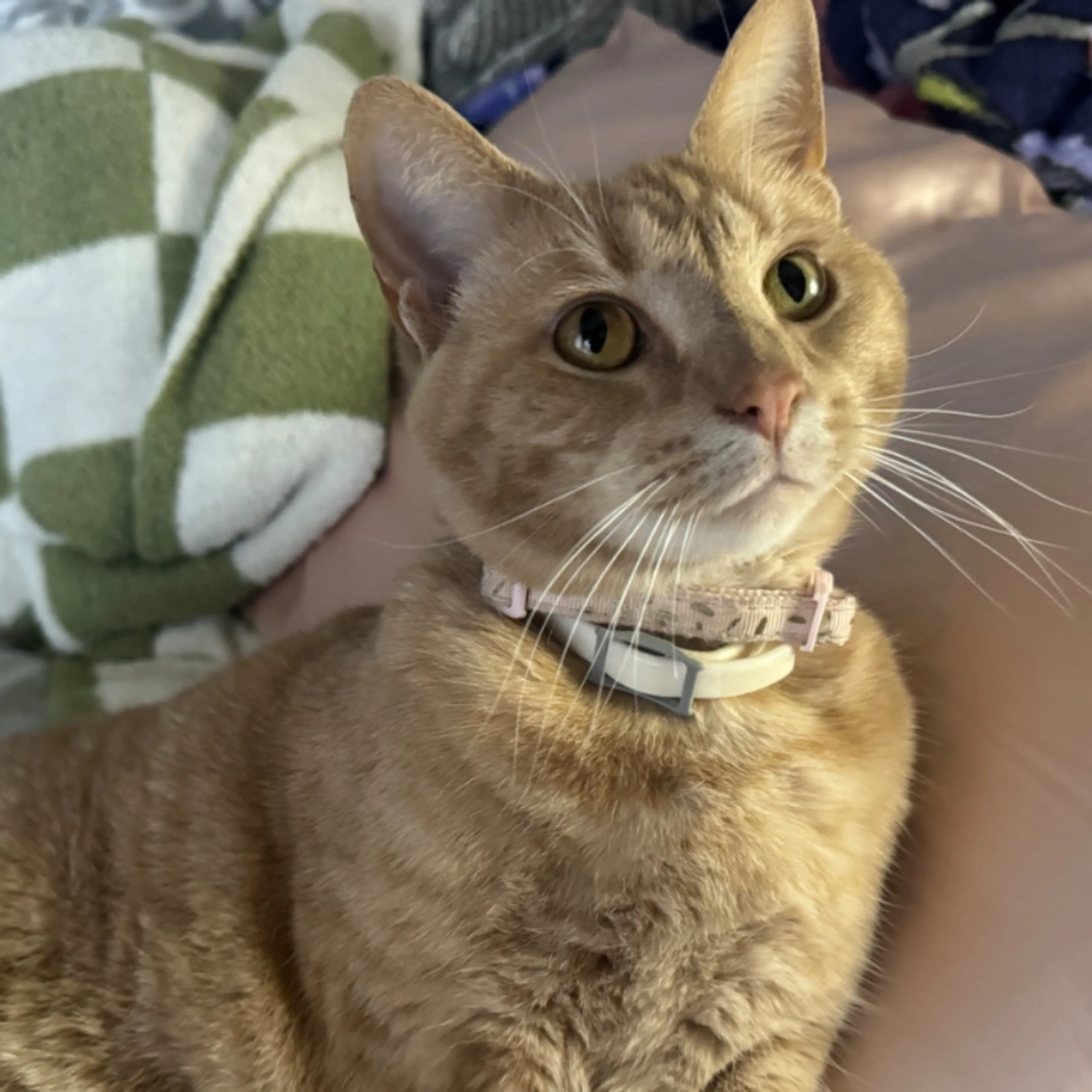 Lost pet