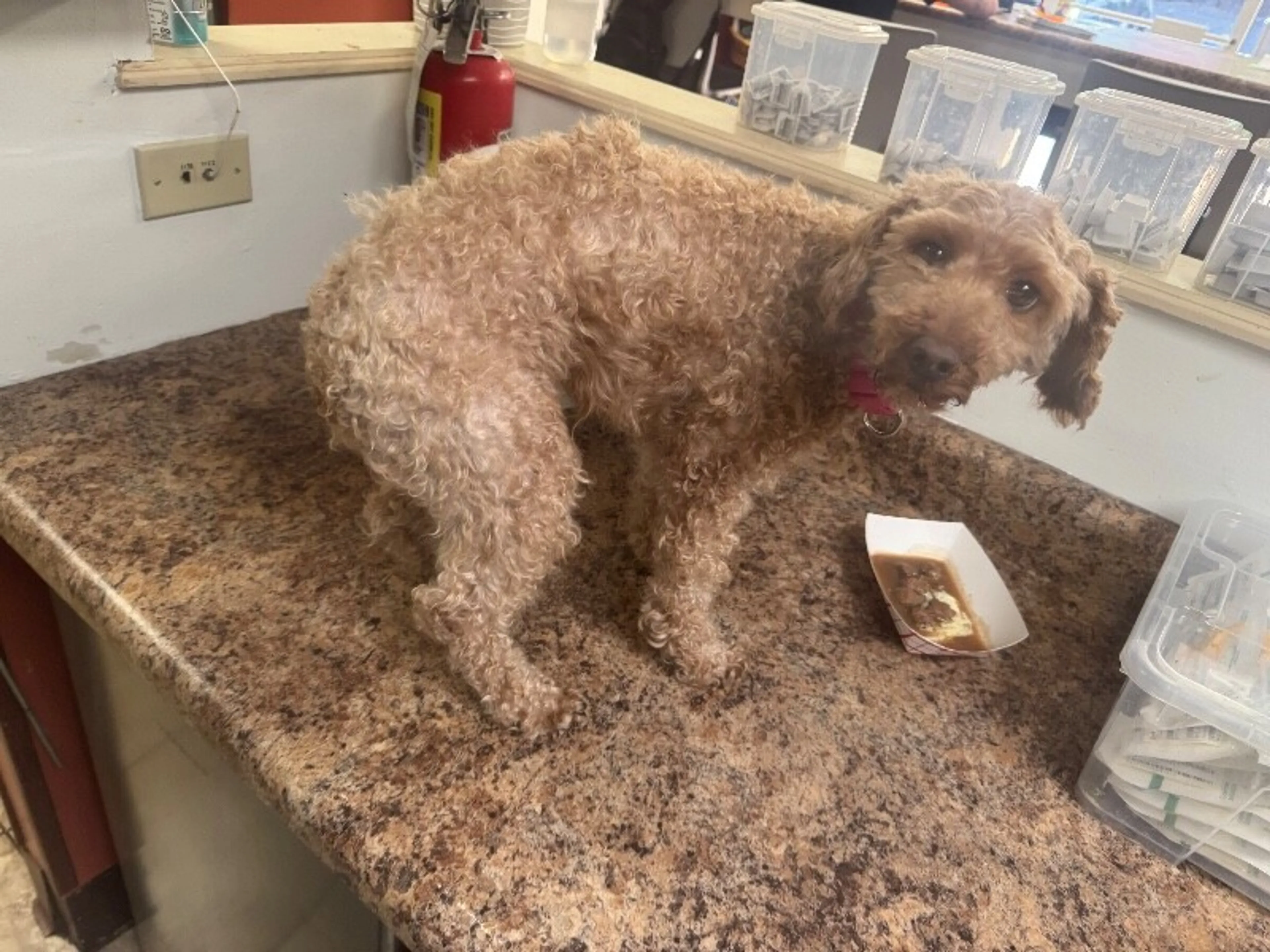 Found pet-0