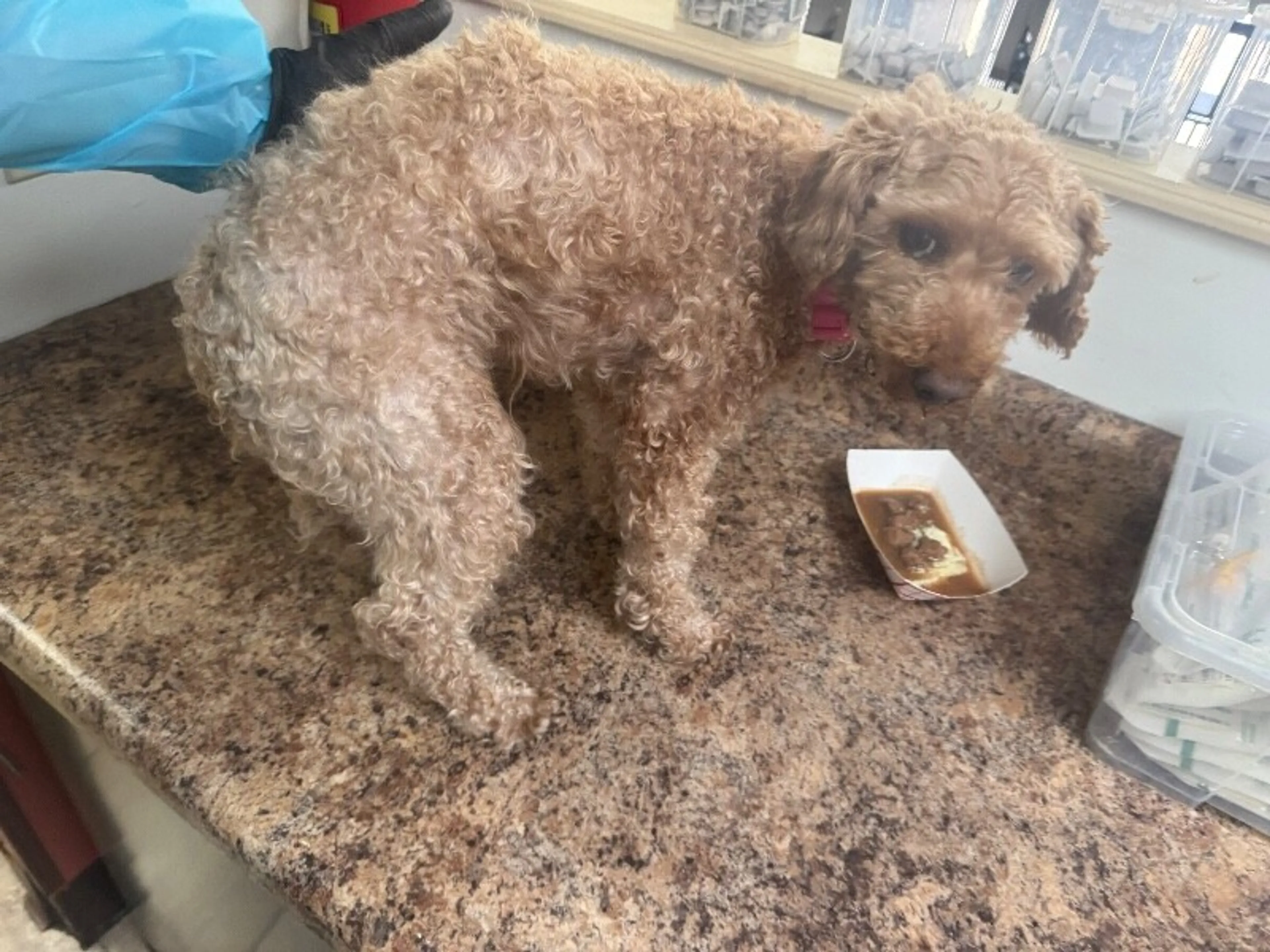Found pet-1