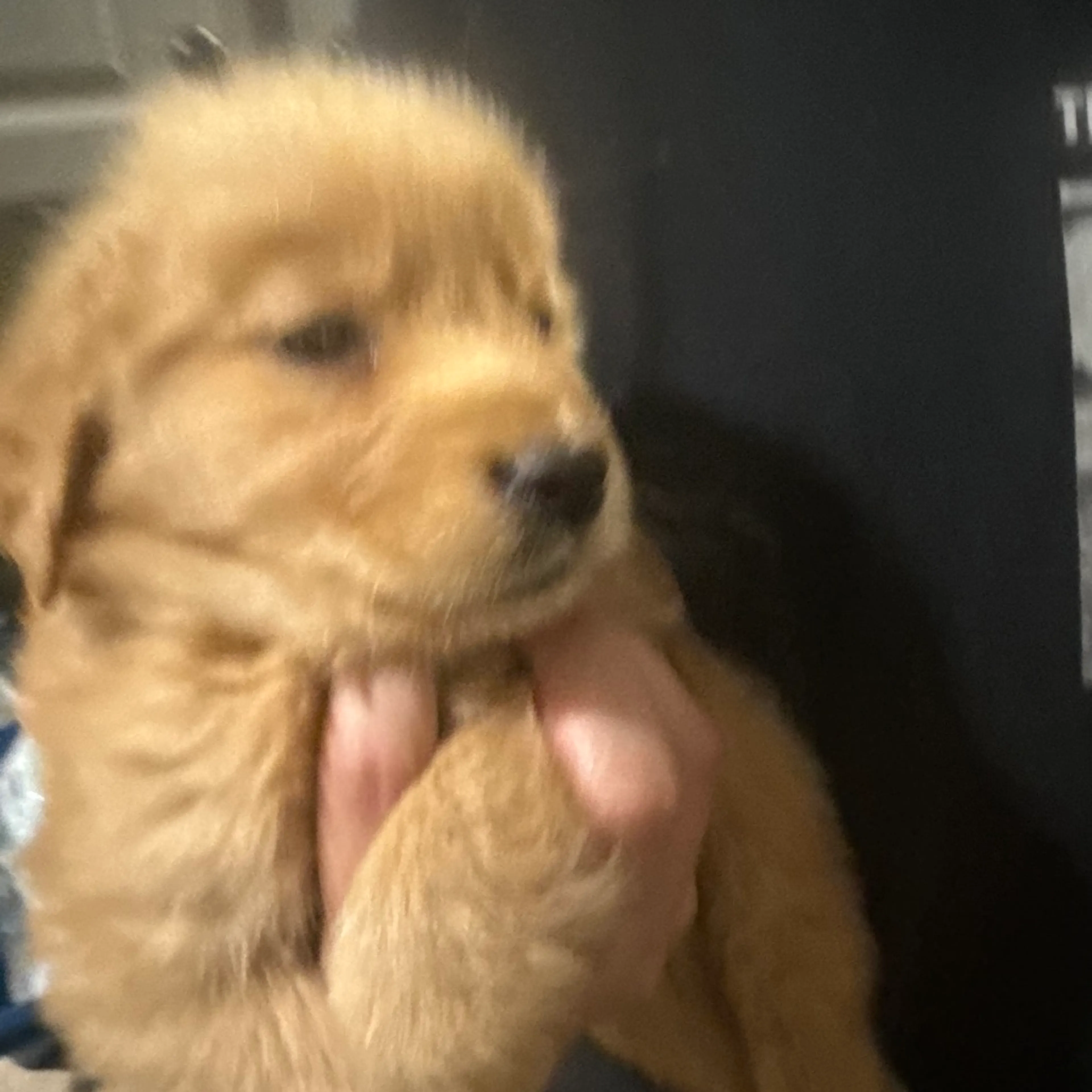 Found pet