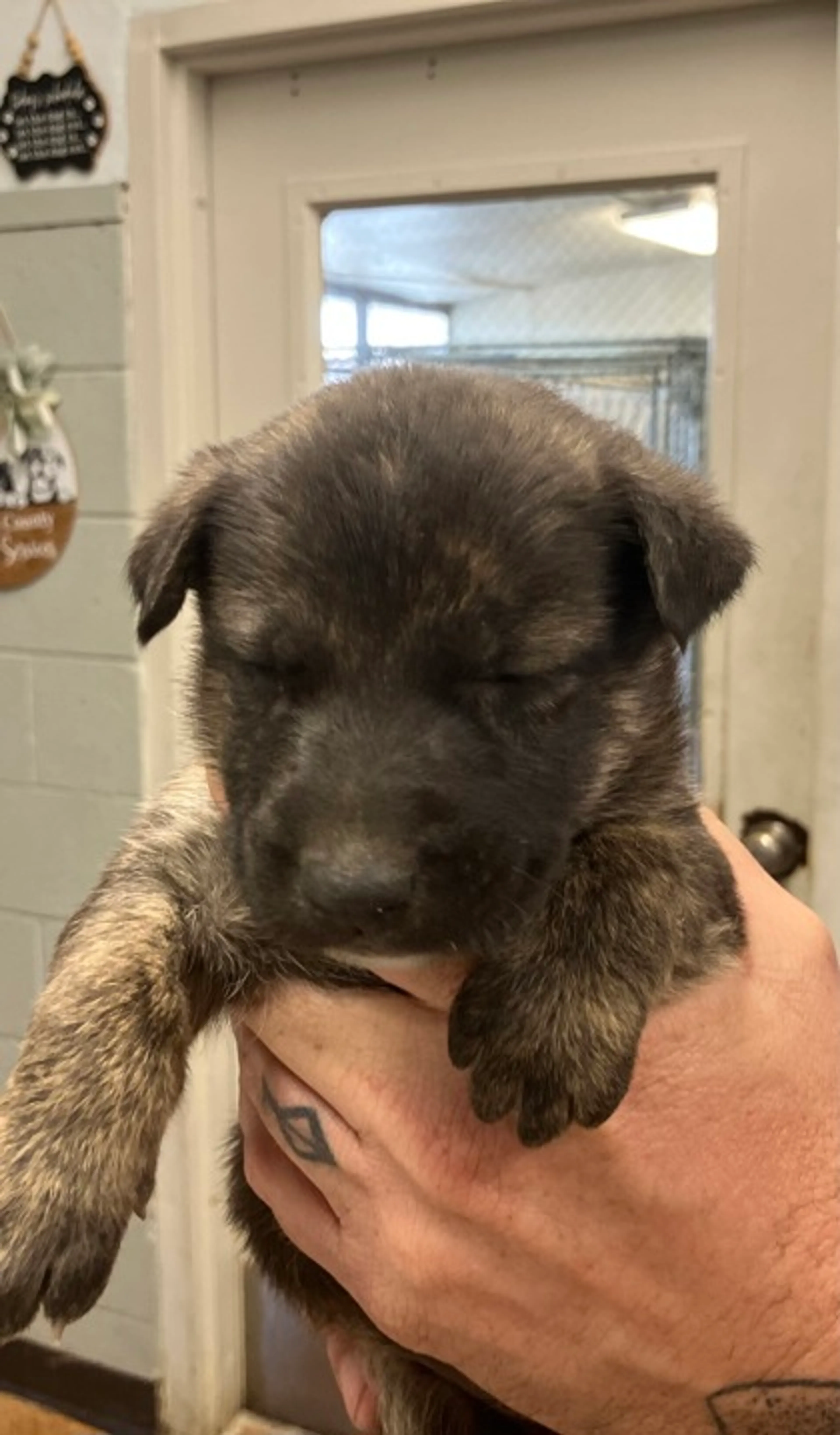 Found pet-1
