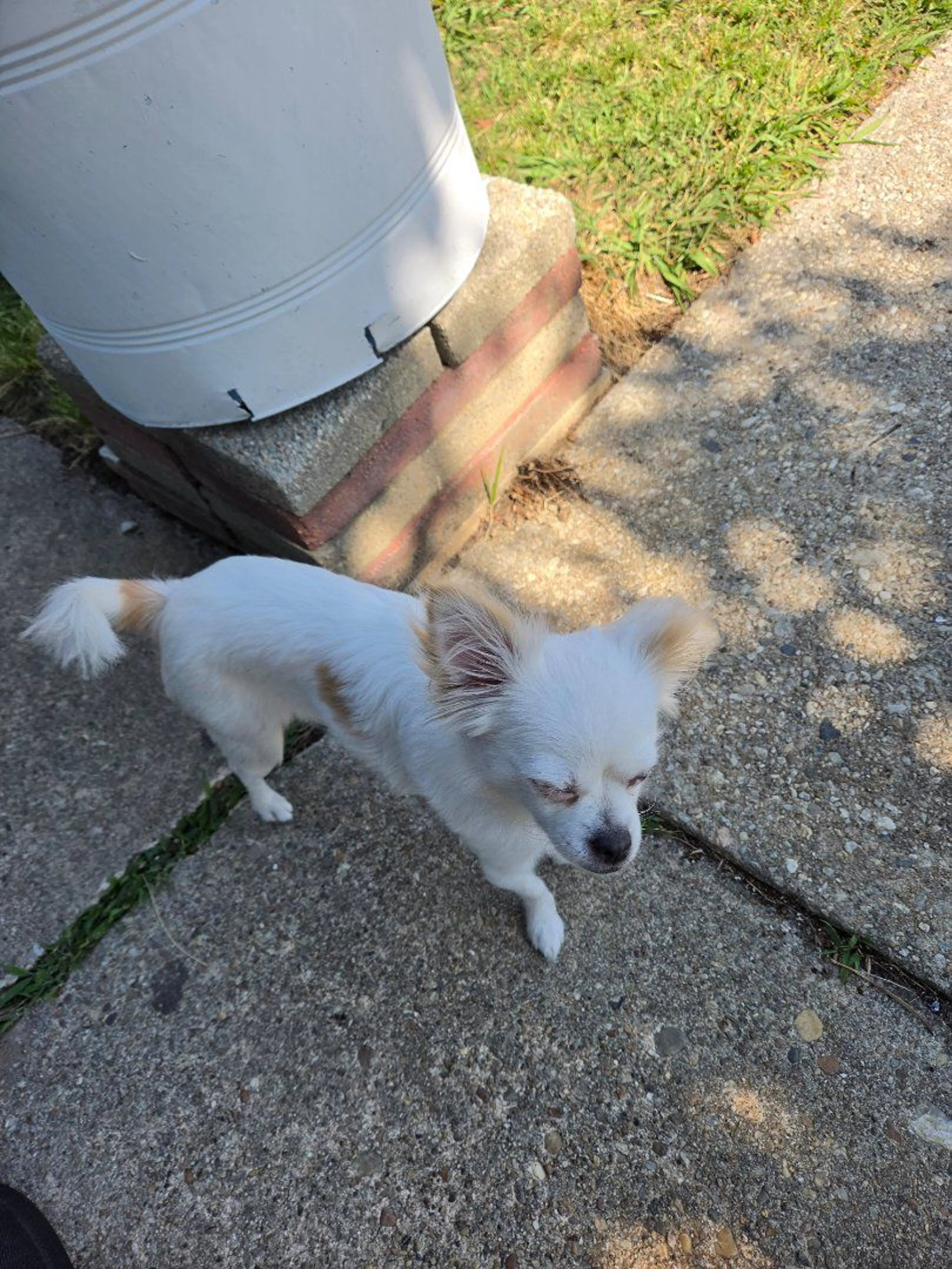 Lost pet