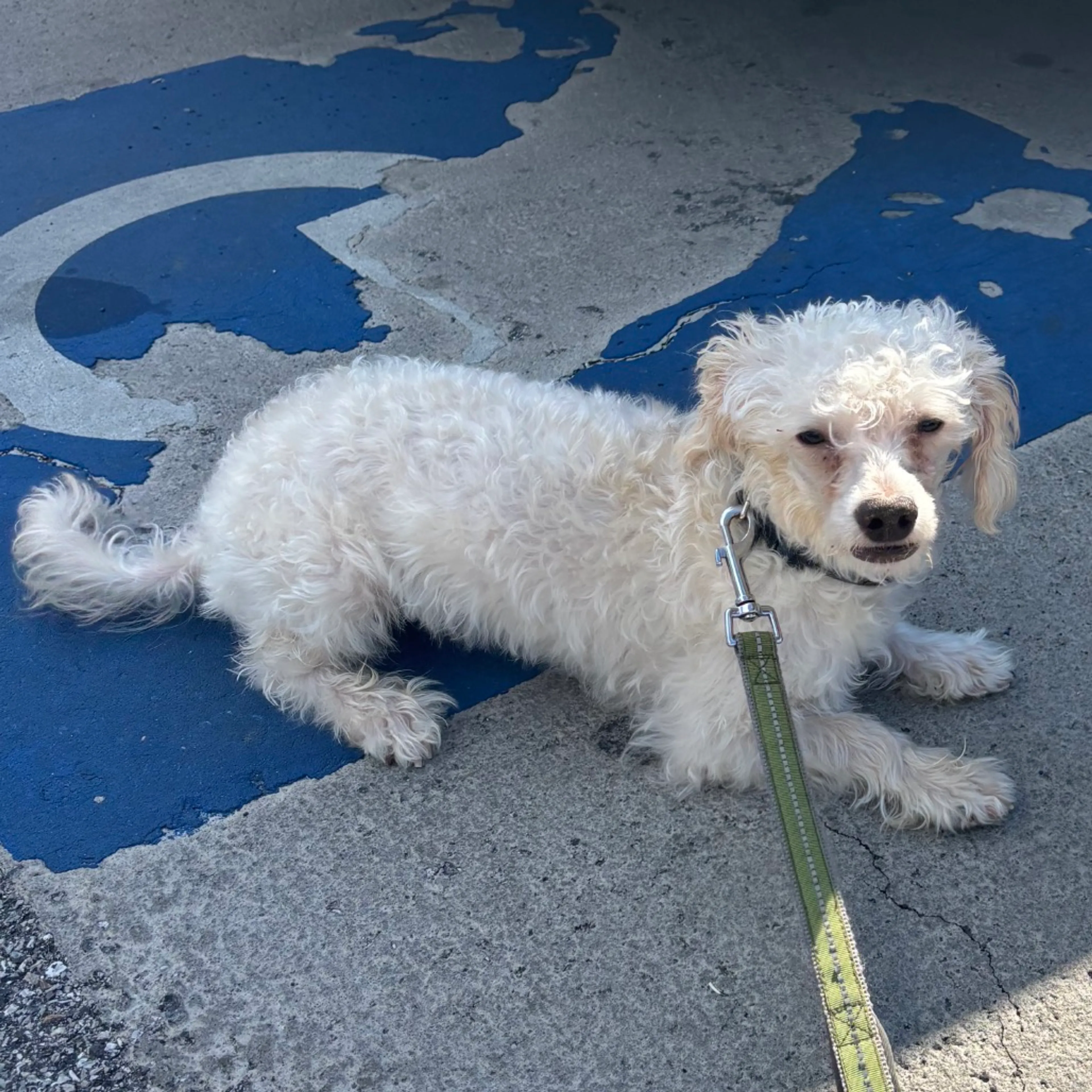 Found pet