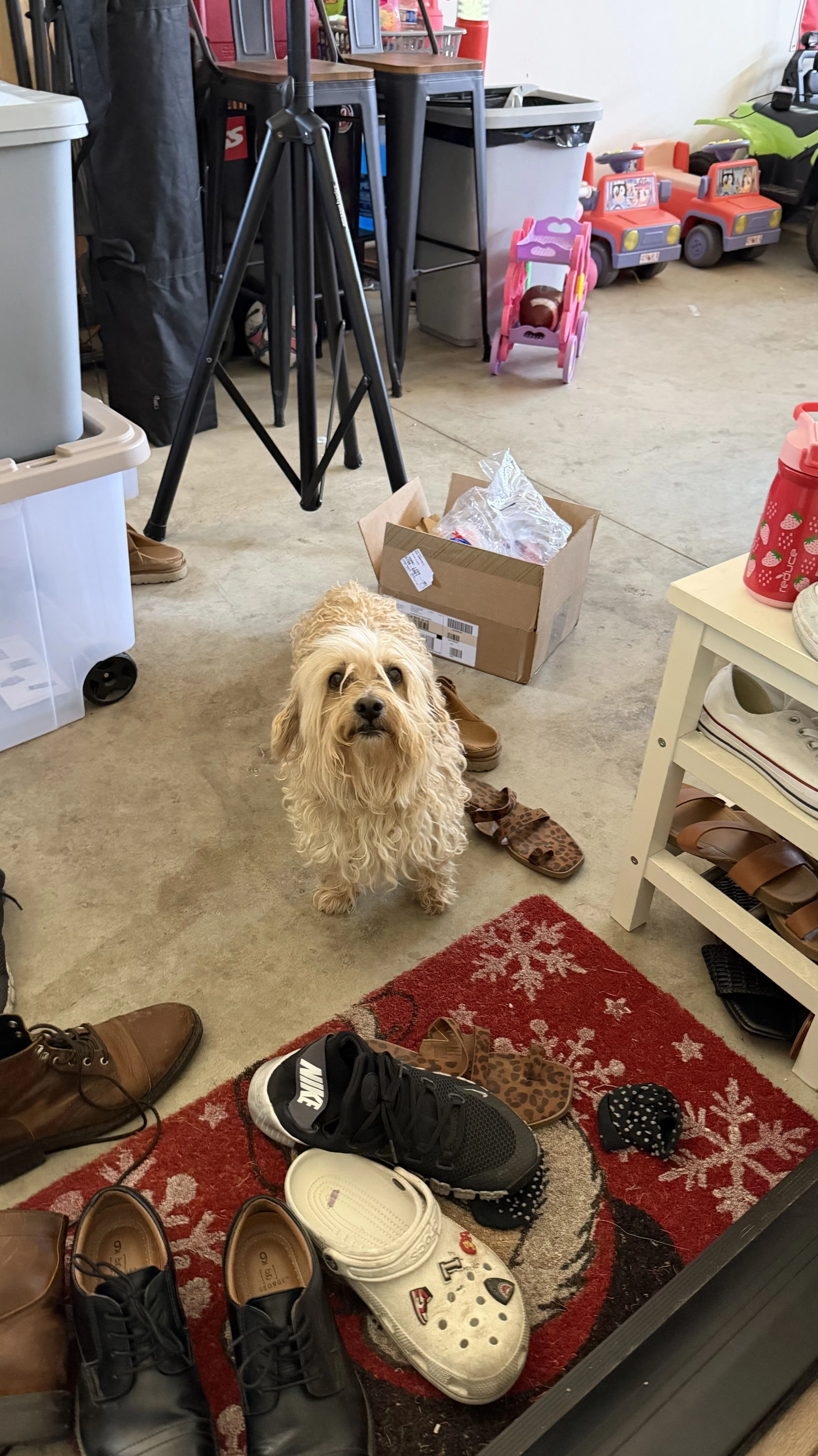 Lost pet-0