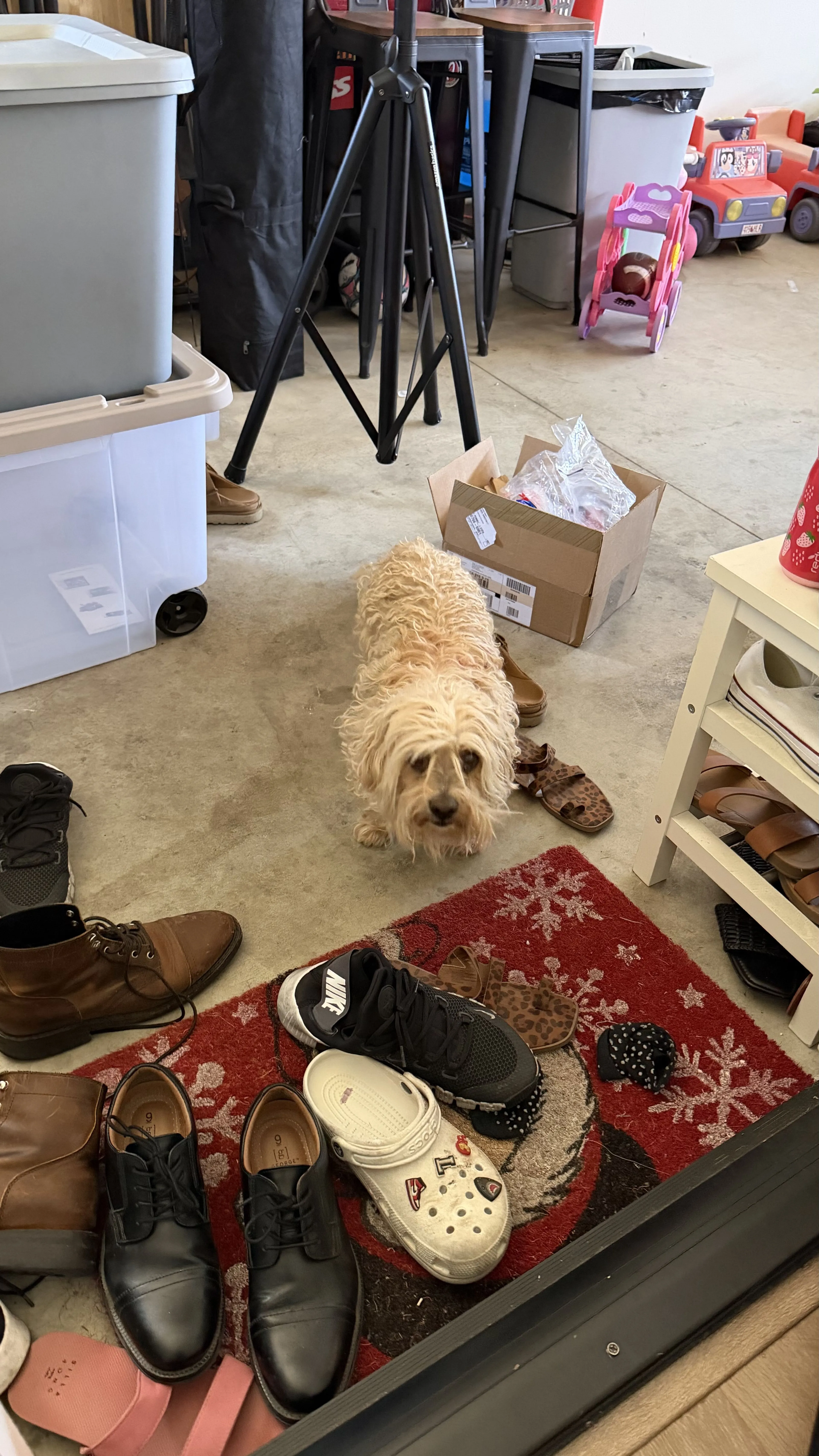 Lost pet-1