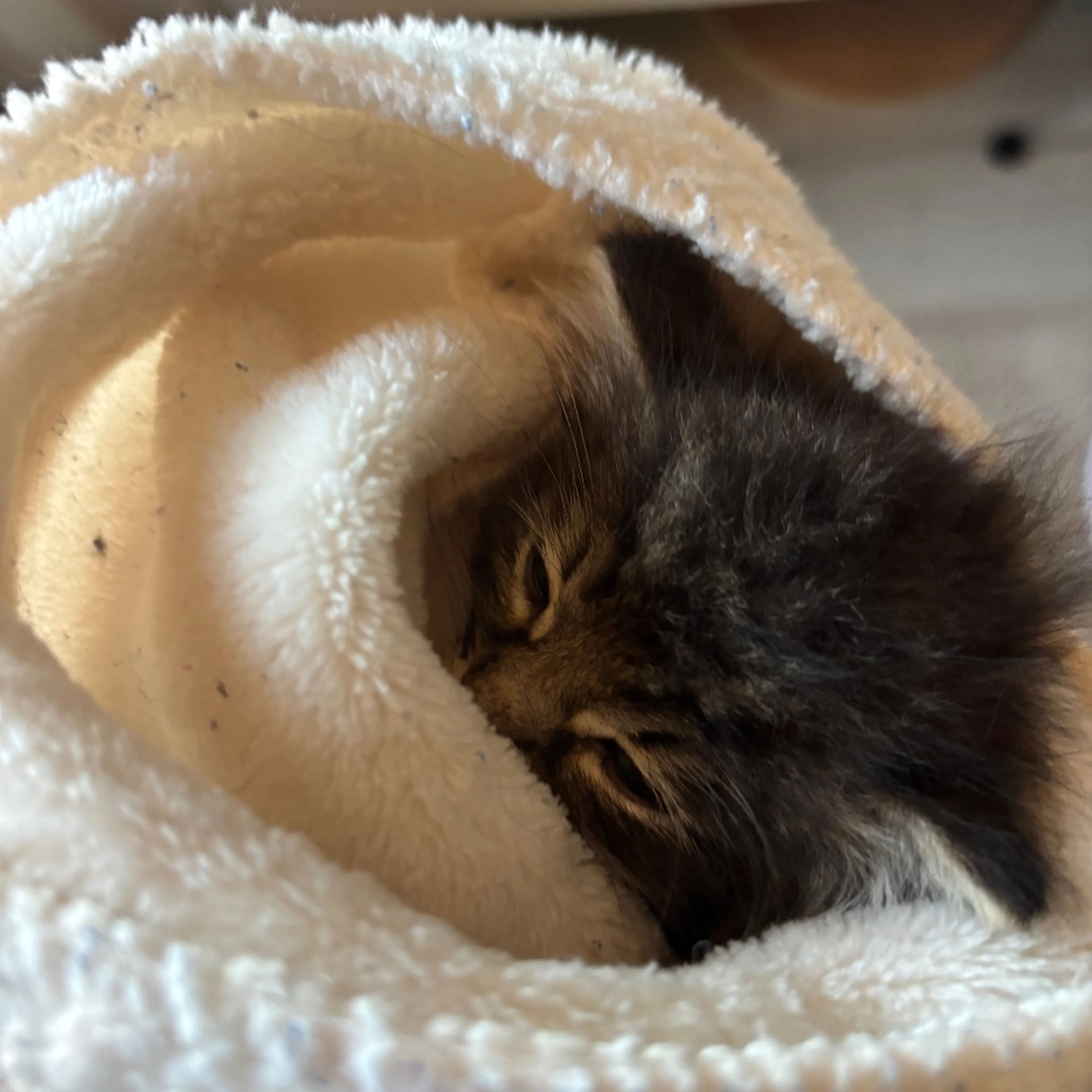 Found pet
