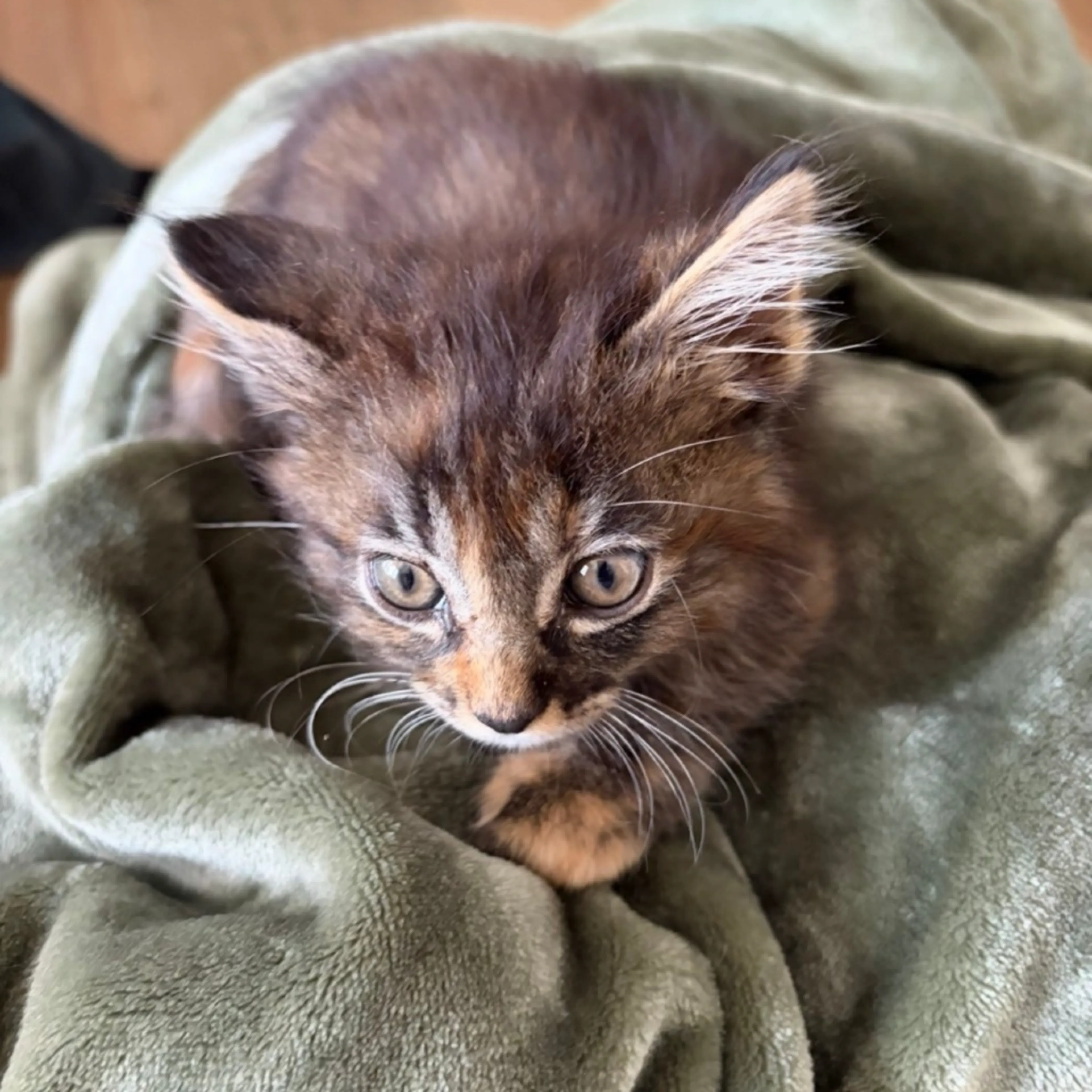 Found pet