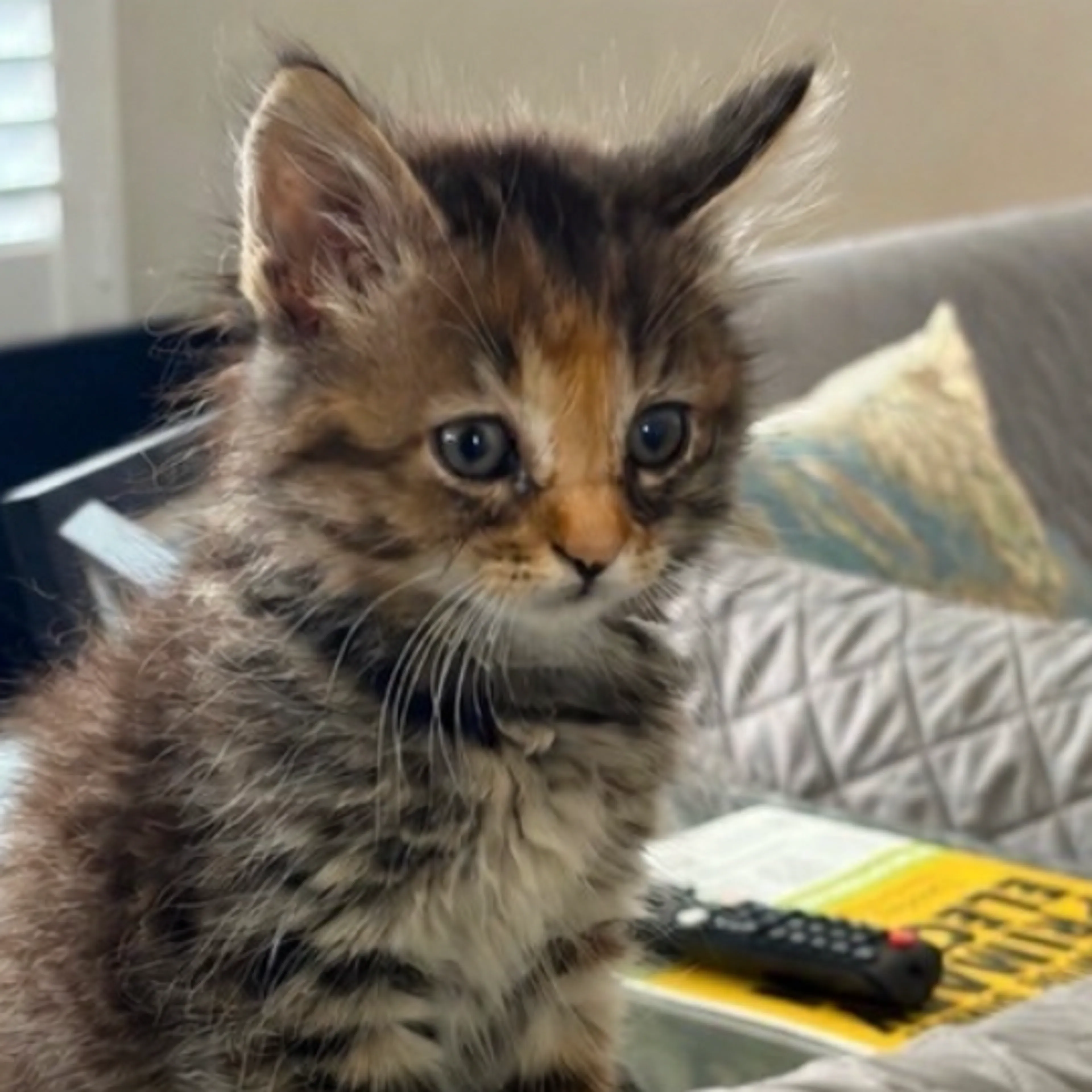 Found pet