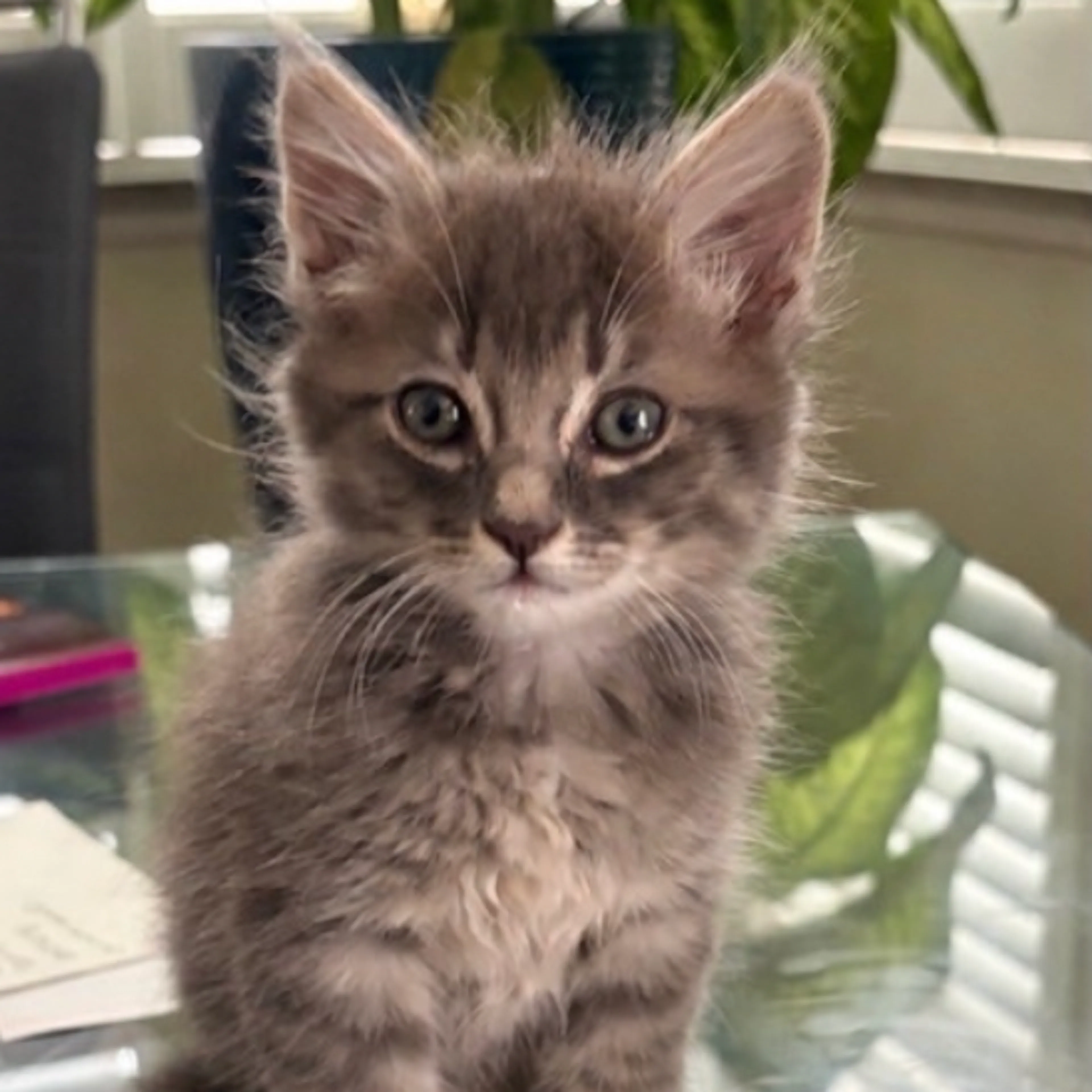 Found pet