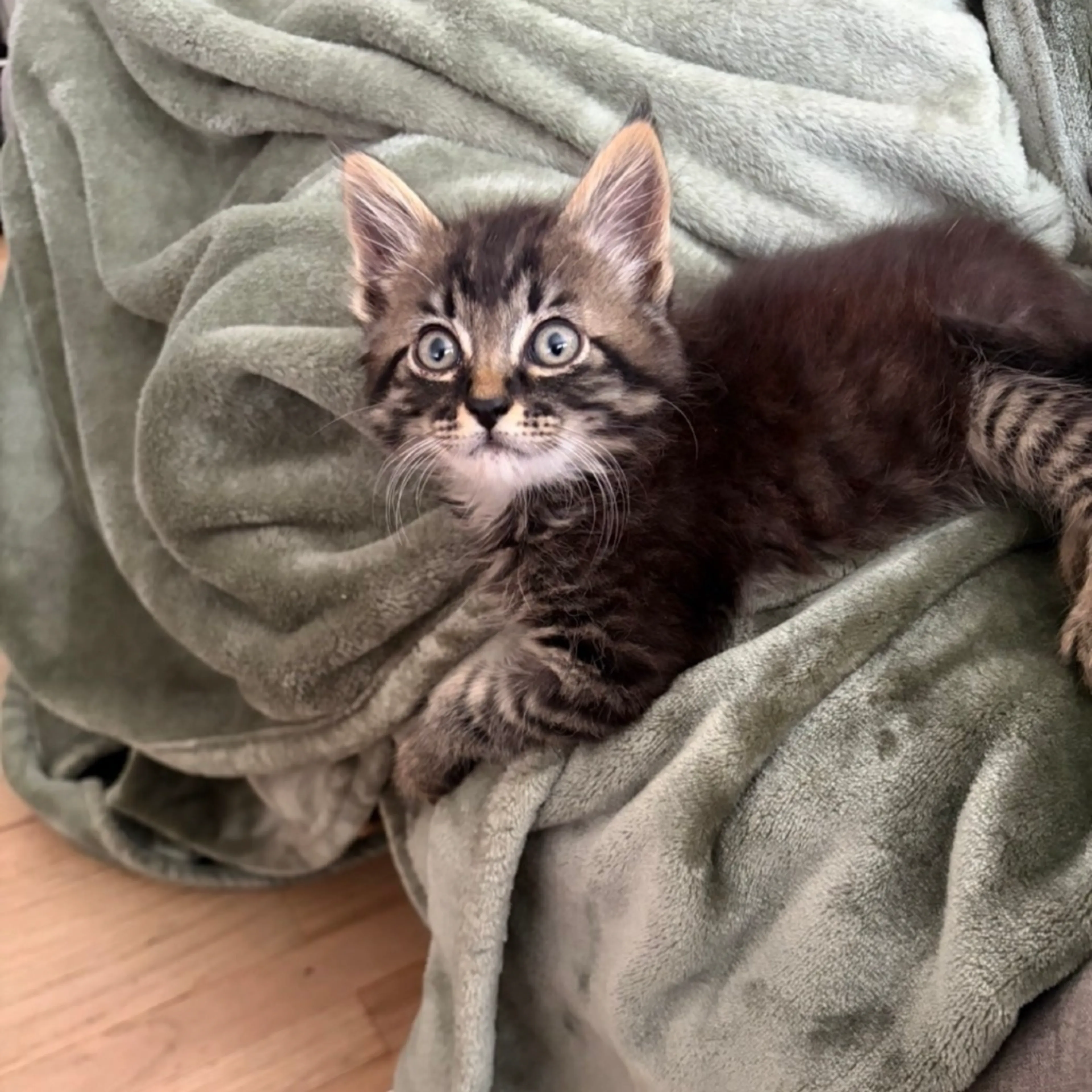 Found pet
