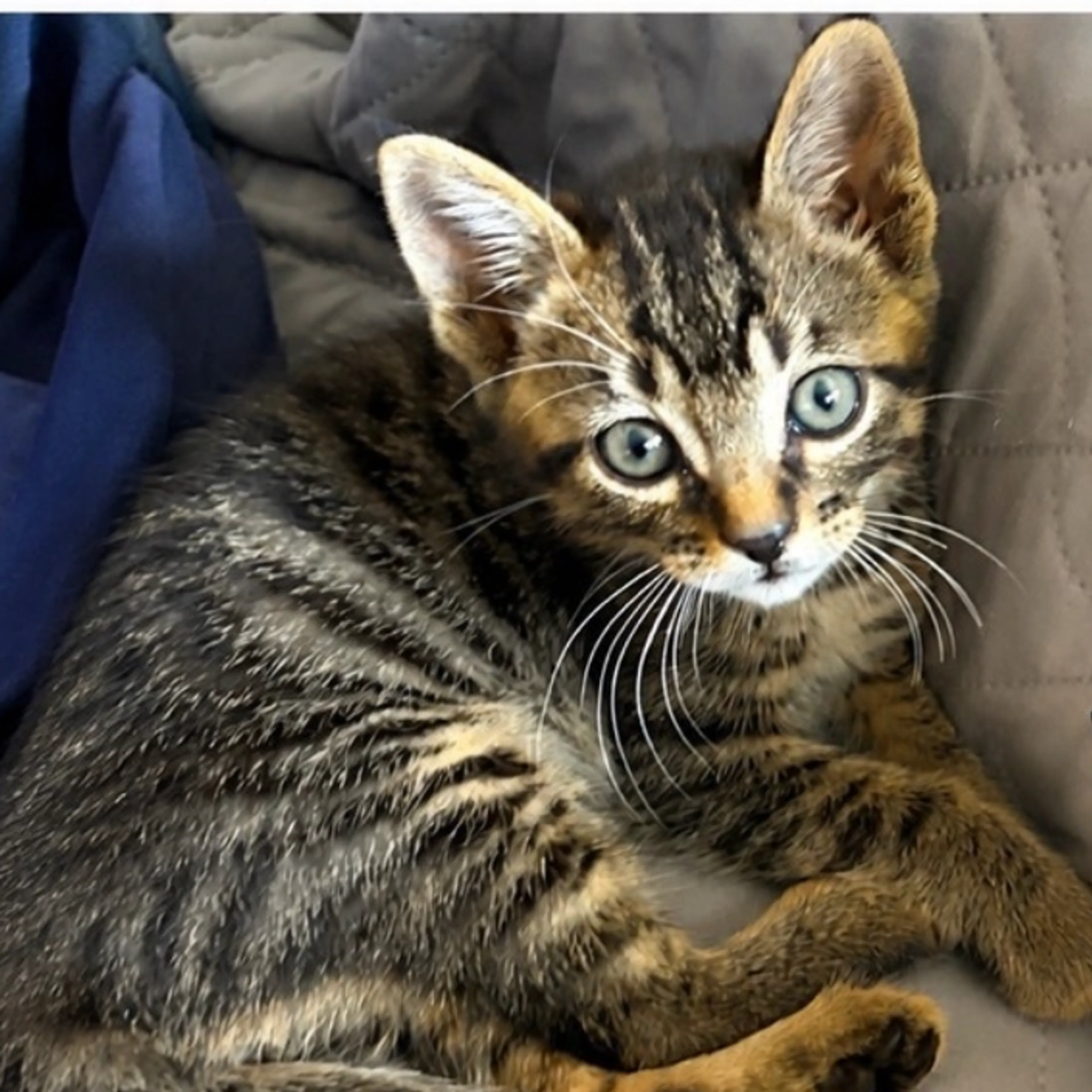 Found pet