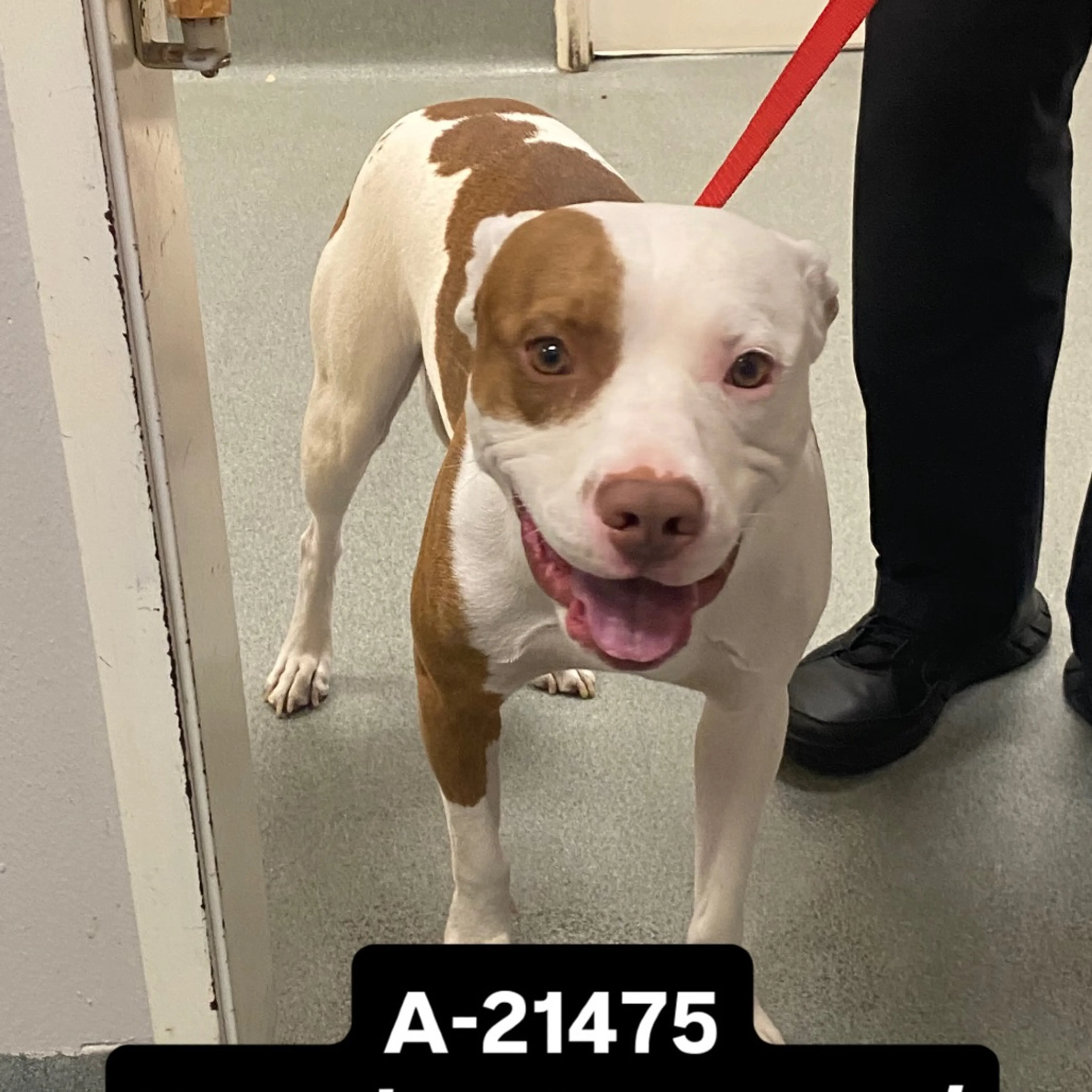 Found pet-1