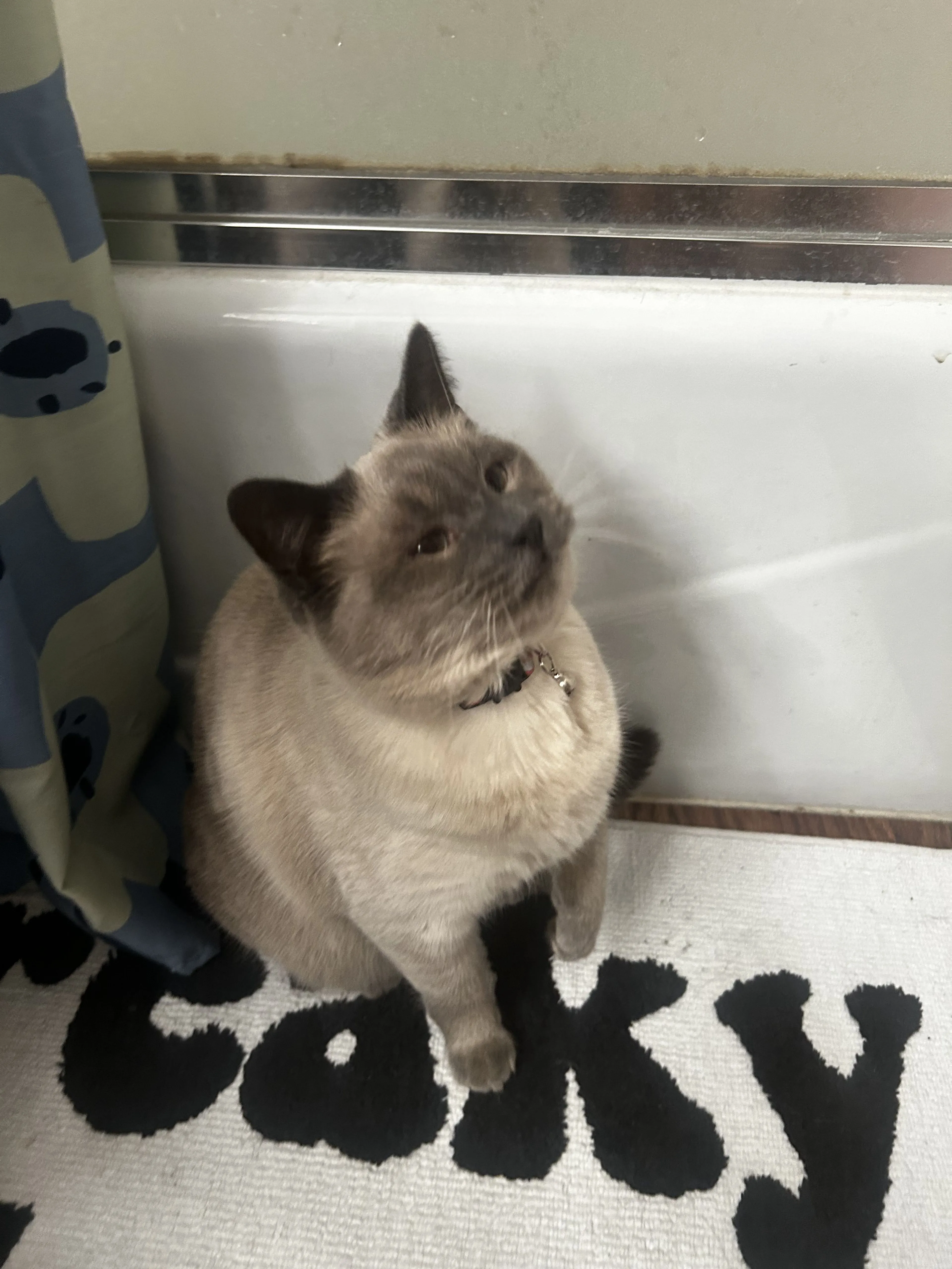 Lost pet-2