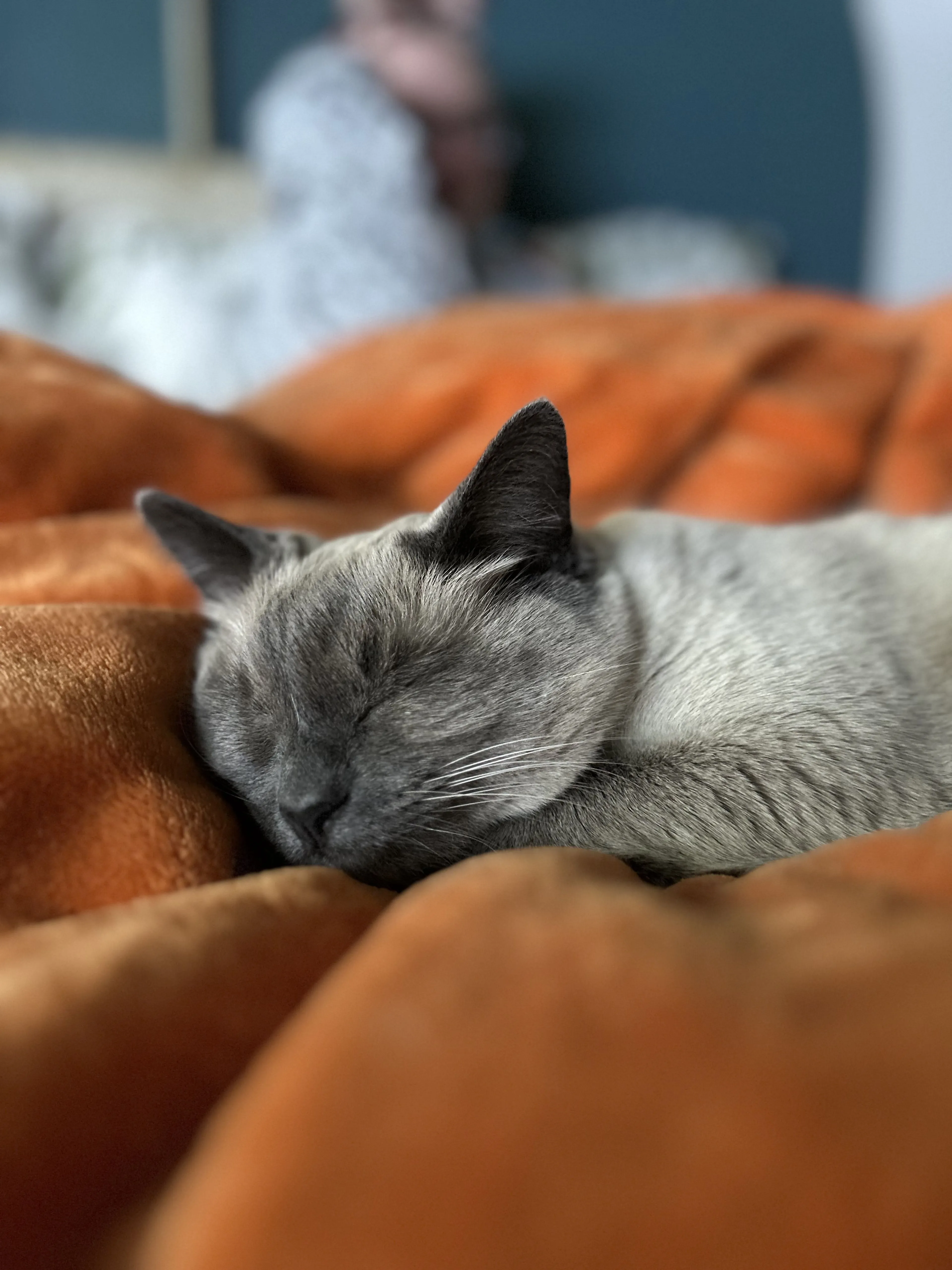 Lost pet-1