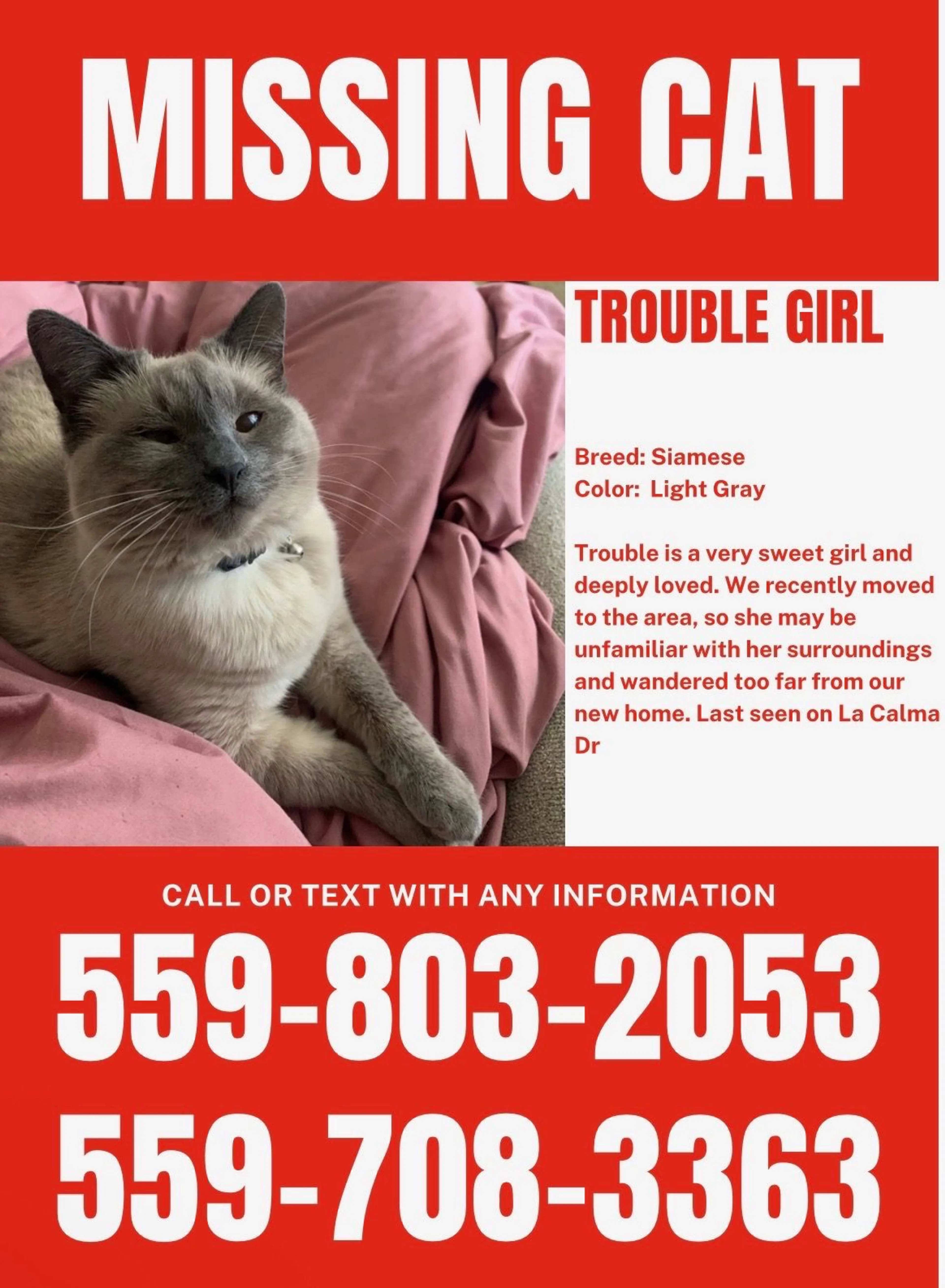 Lost pet-0