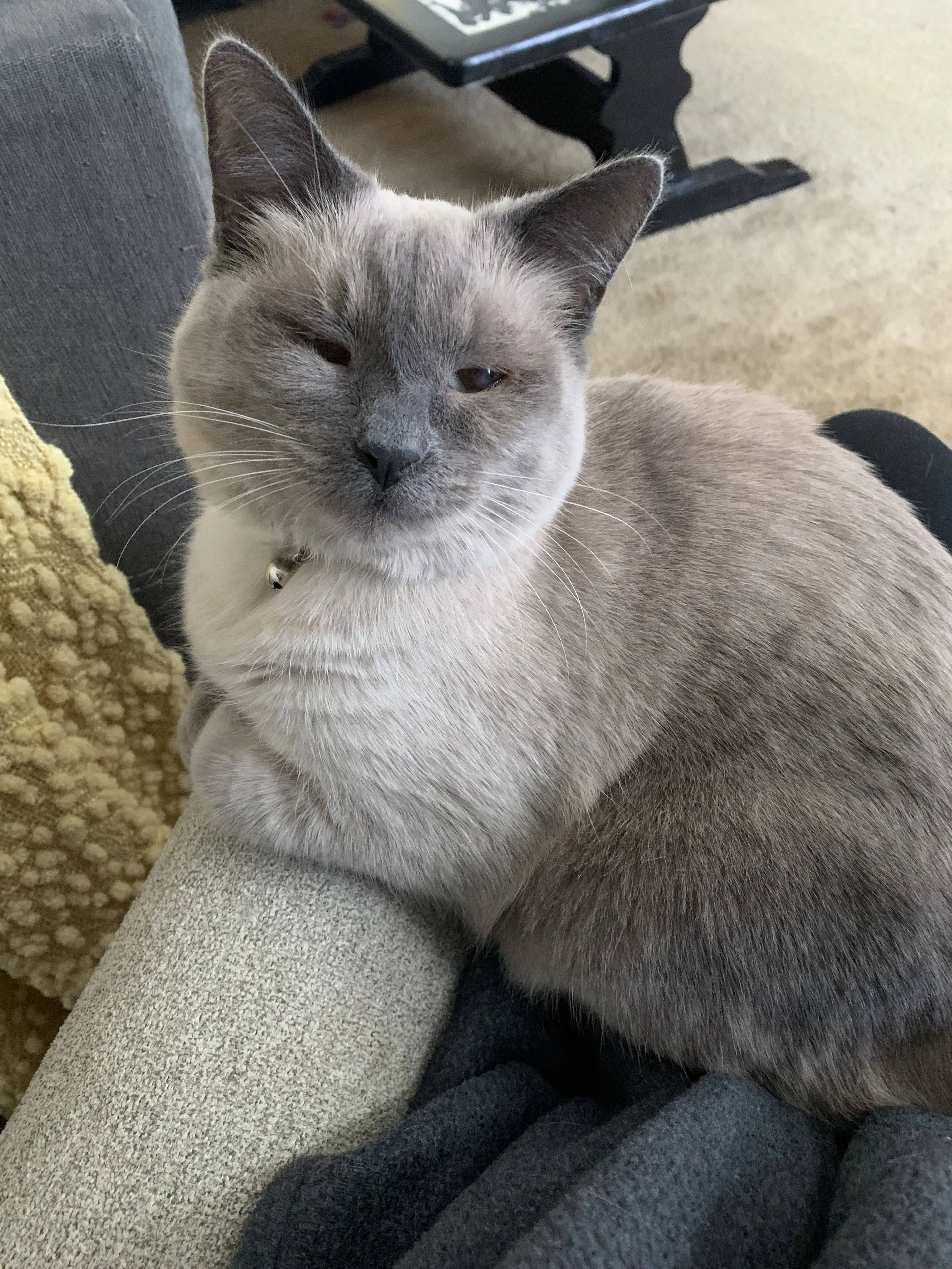 Lost pet-3
