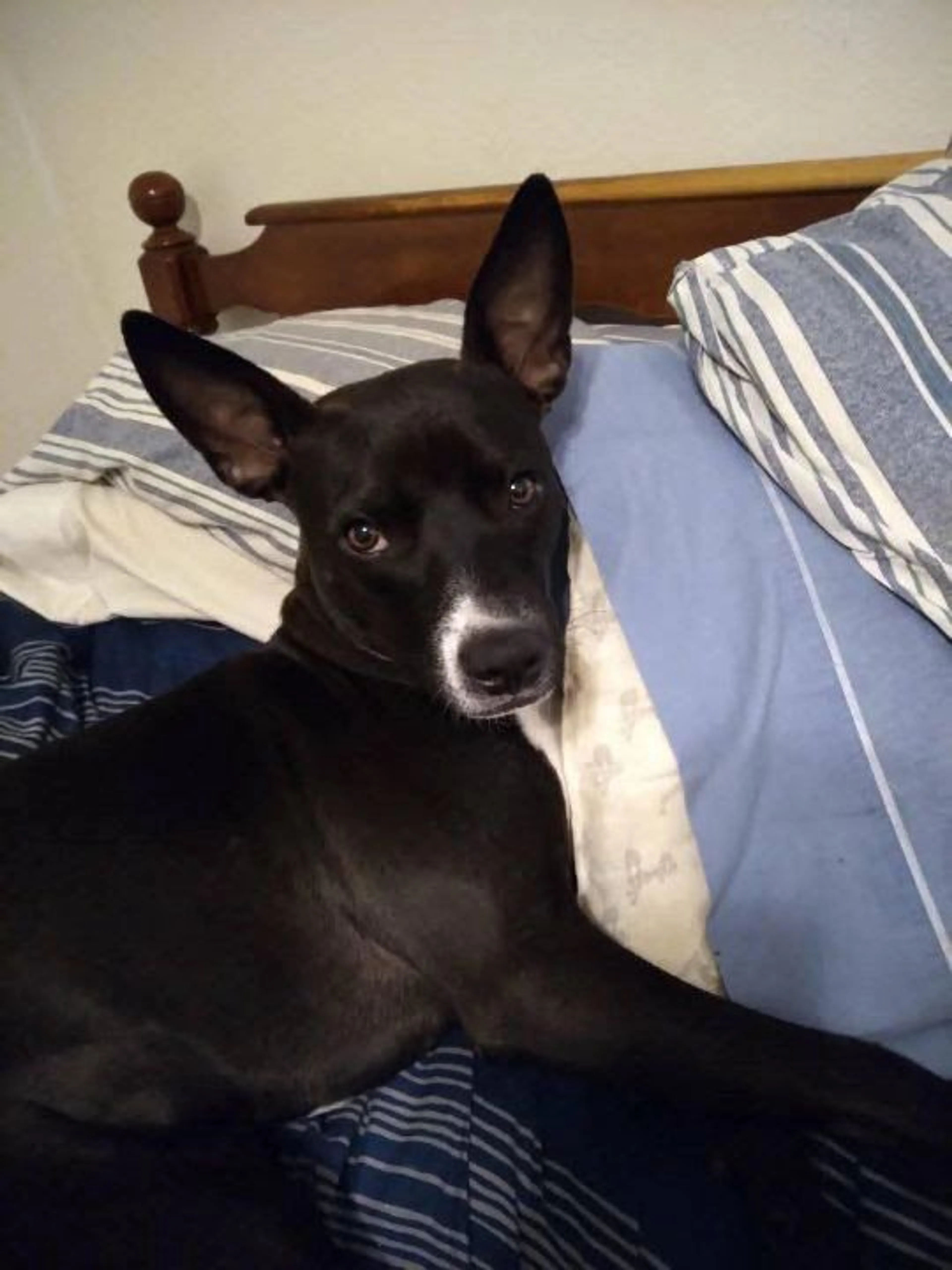 Lost pet