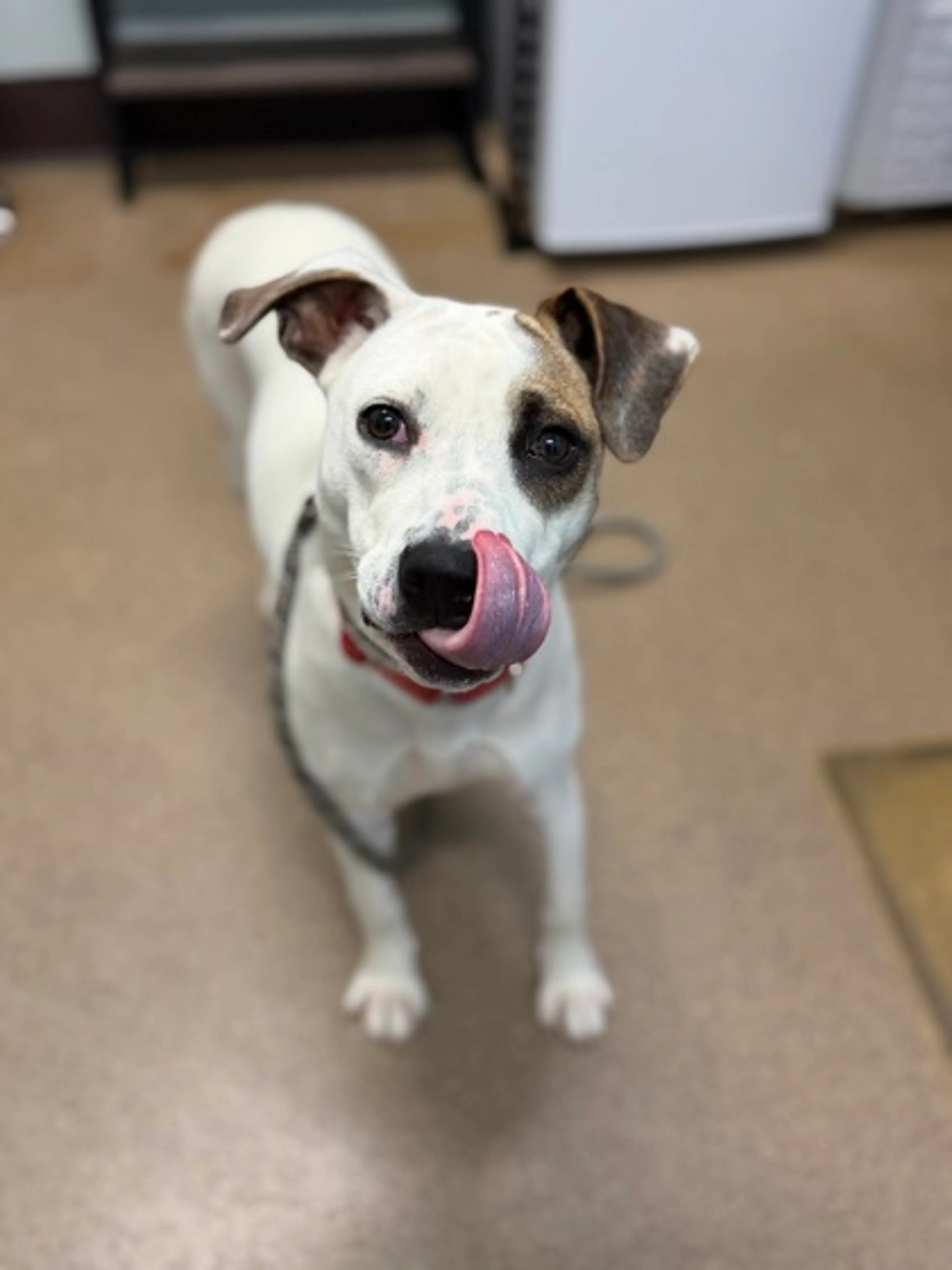 Found pet-1