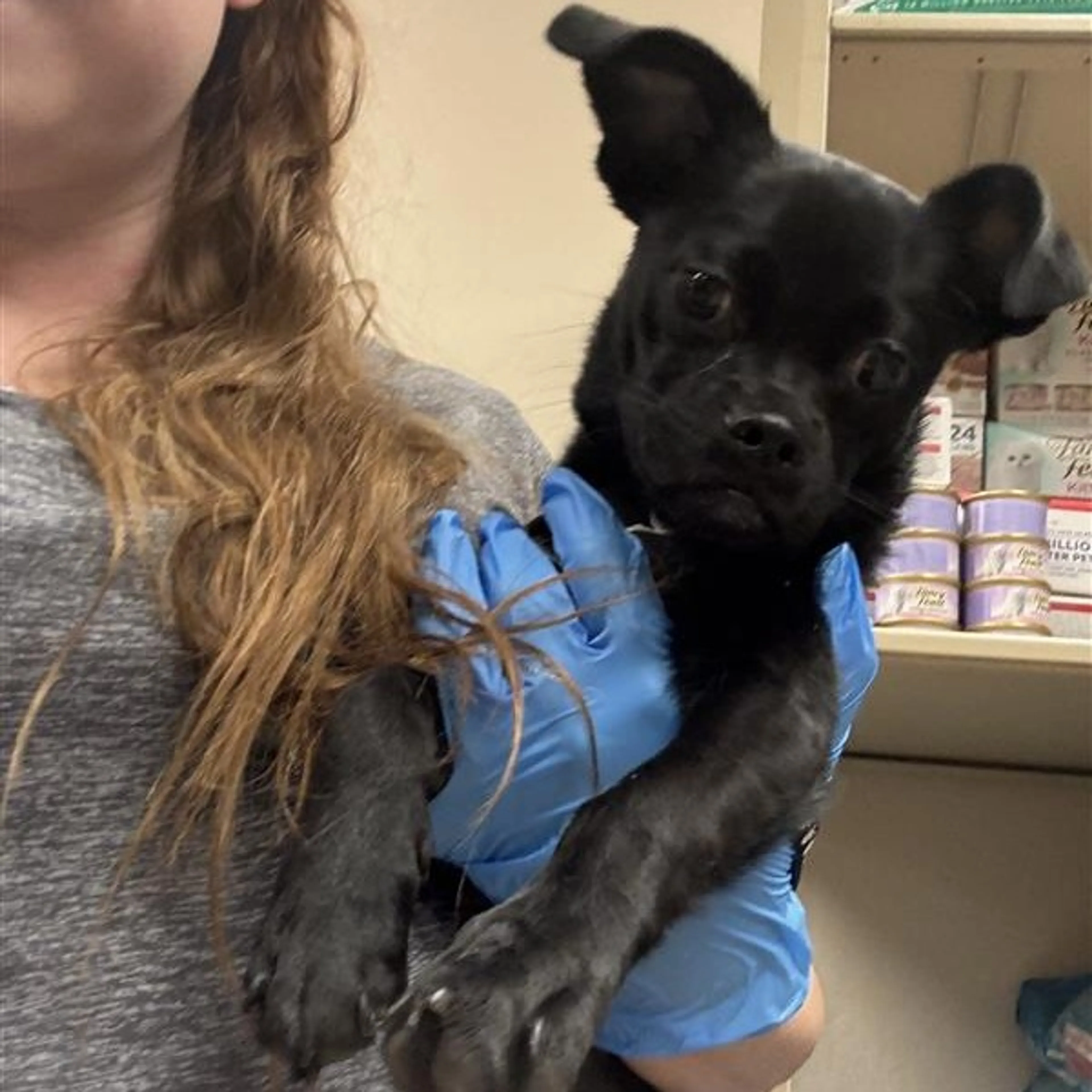 Found pet-1
