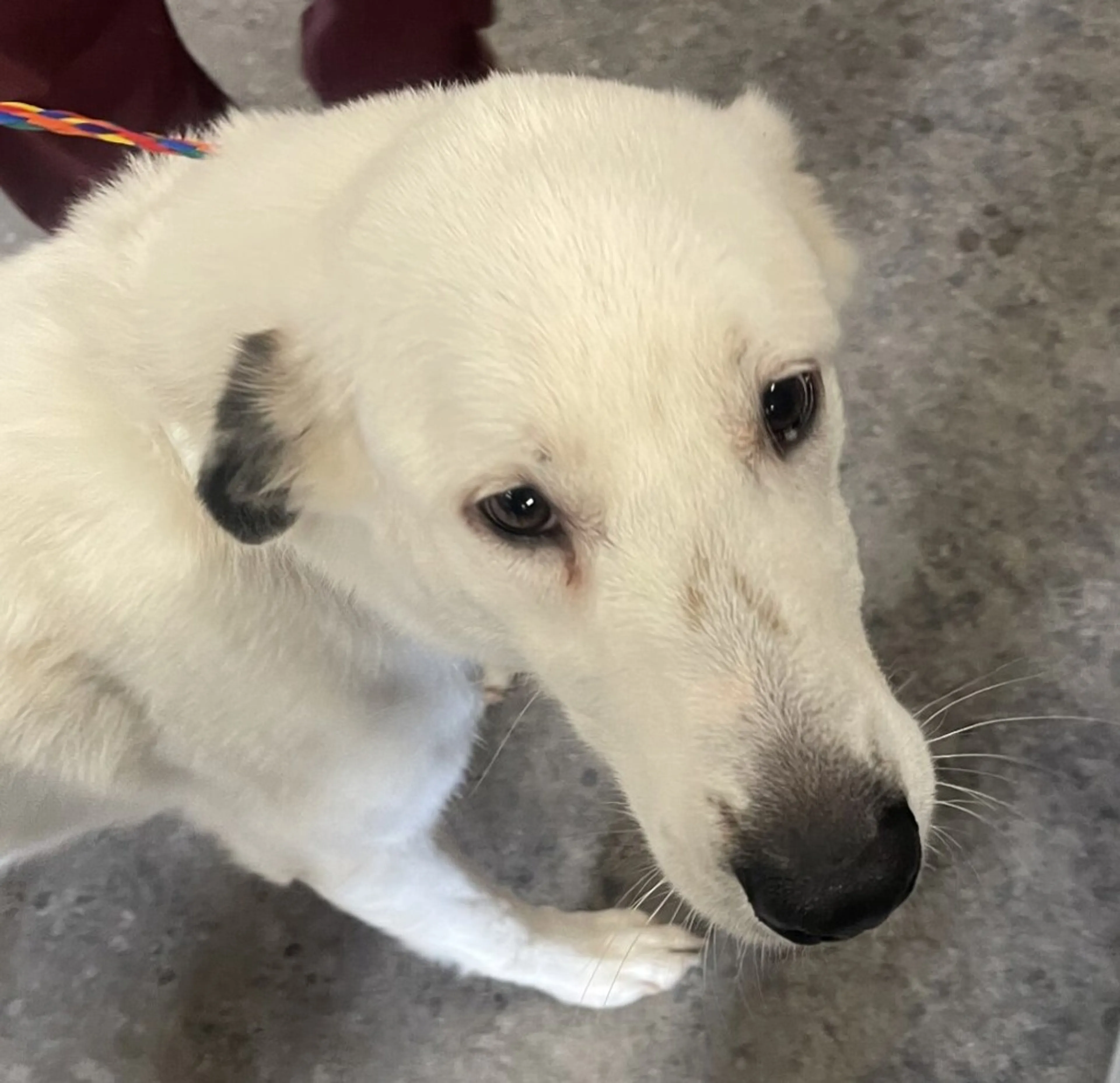 Found pet-1