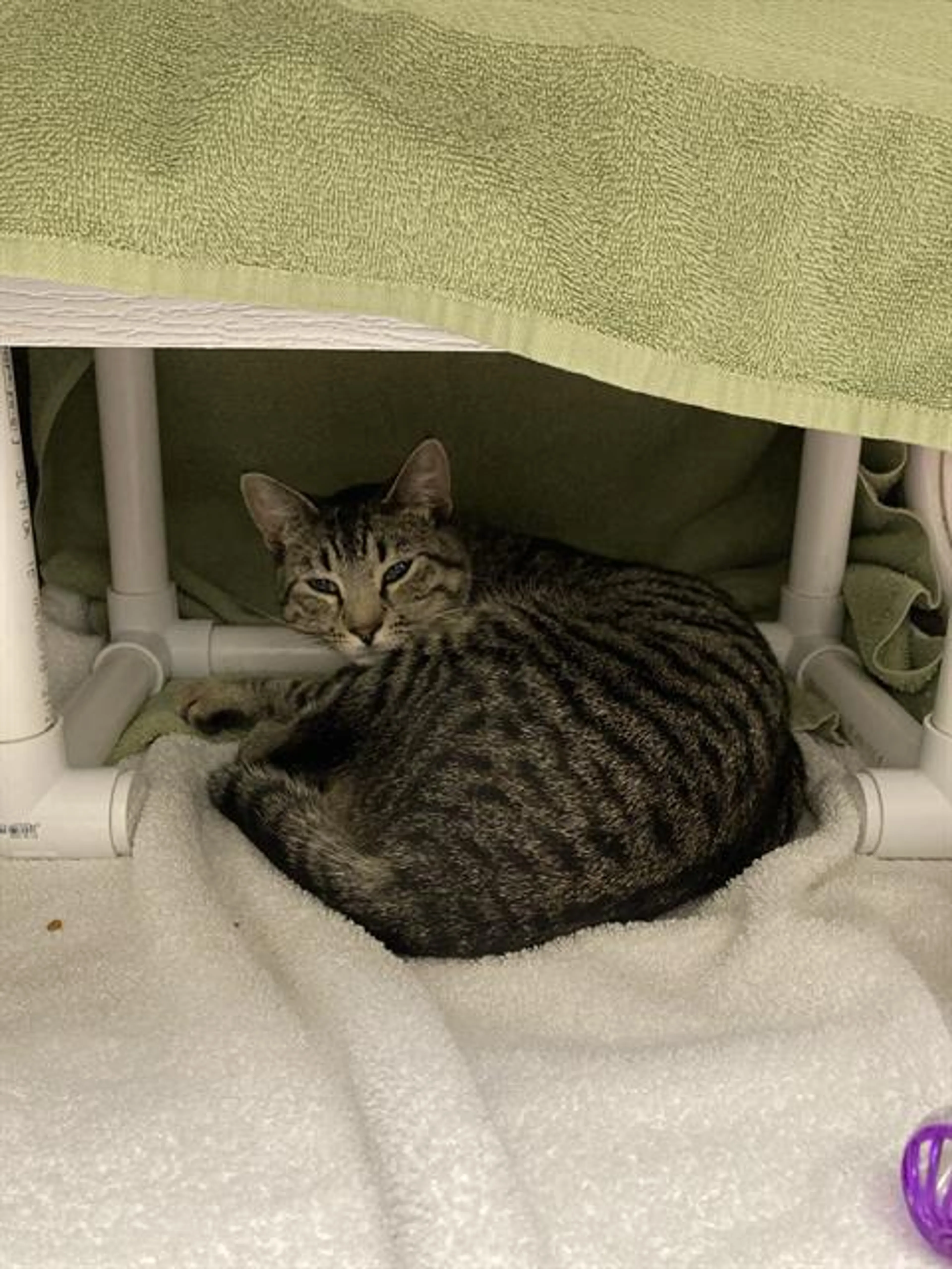 Found pet