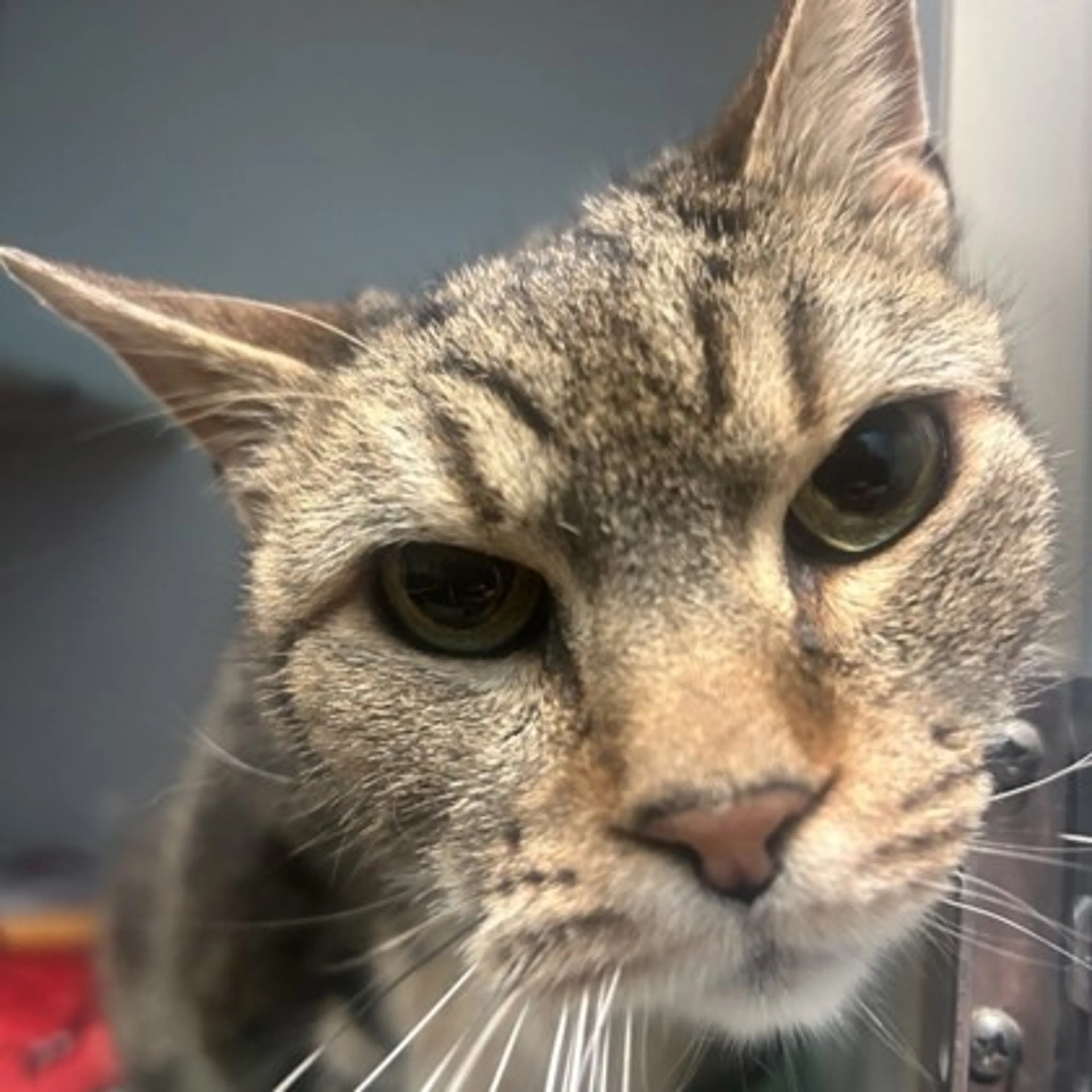 Found pet-1