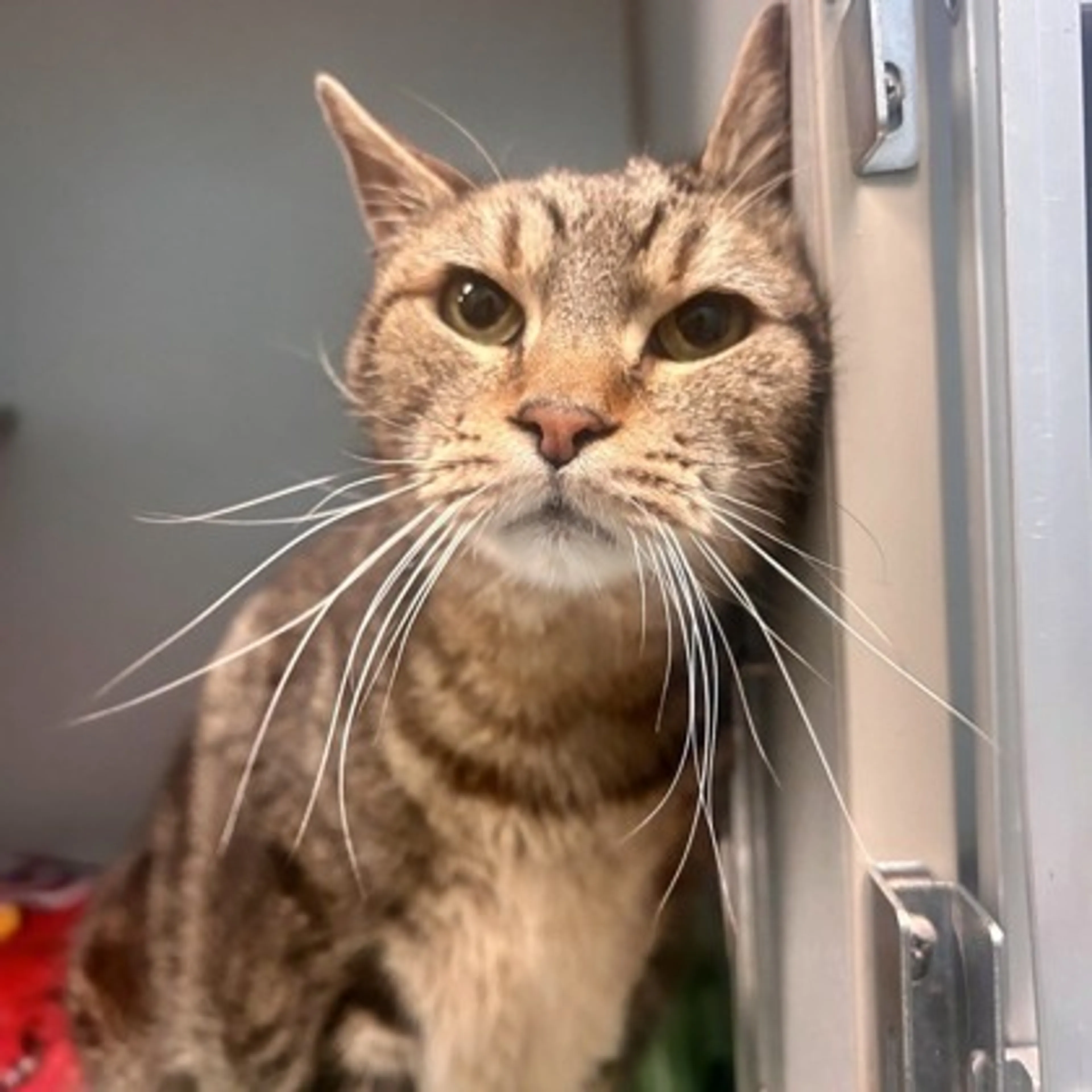 Found pet-2