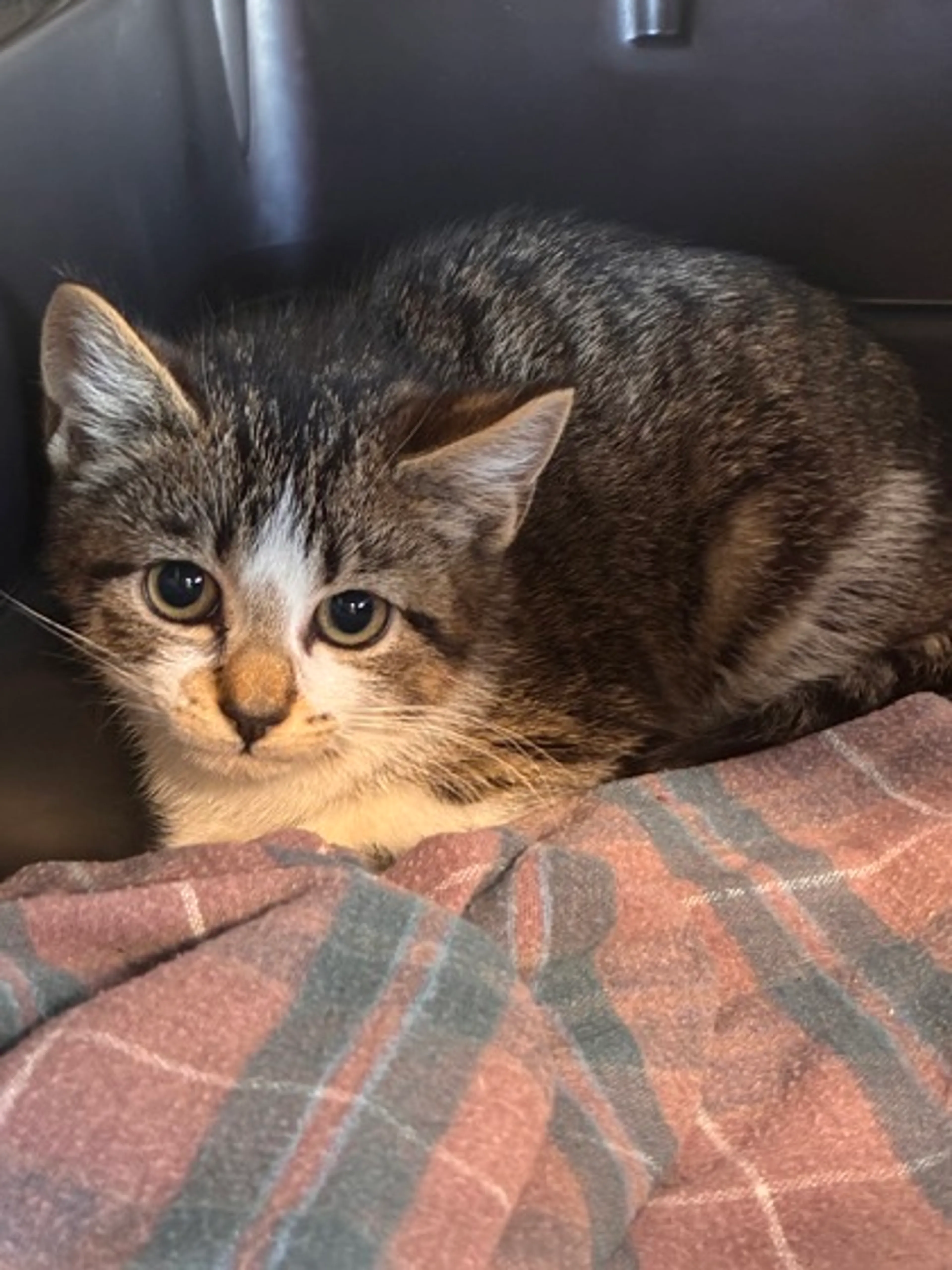 Found pet